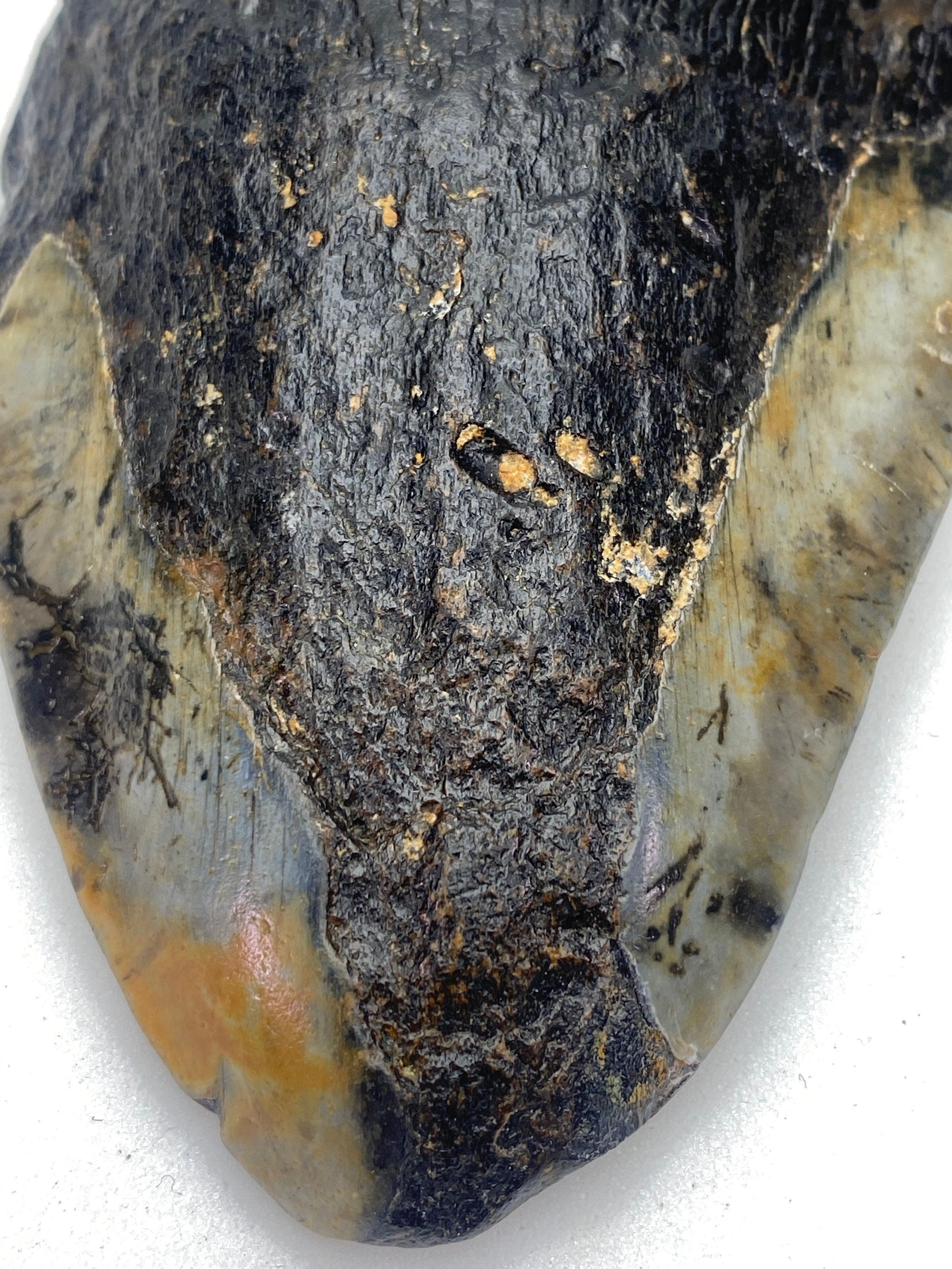[shopname] - Real Megalodon Tooth, 5 inches long, rock decor