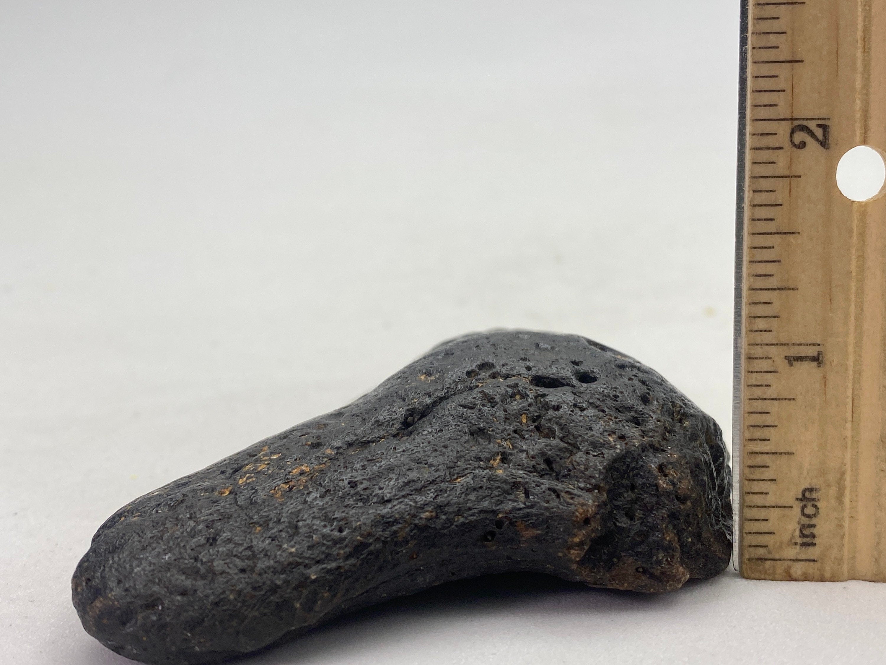 [shopname] - Real Megalodon Tooth, 5 inches long, rock decor