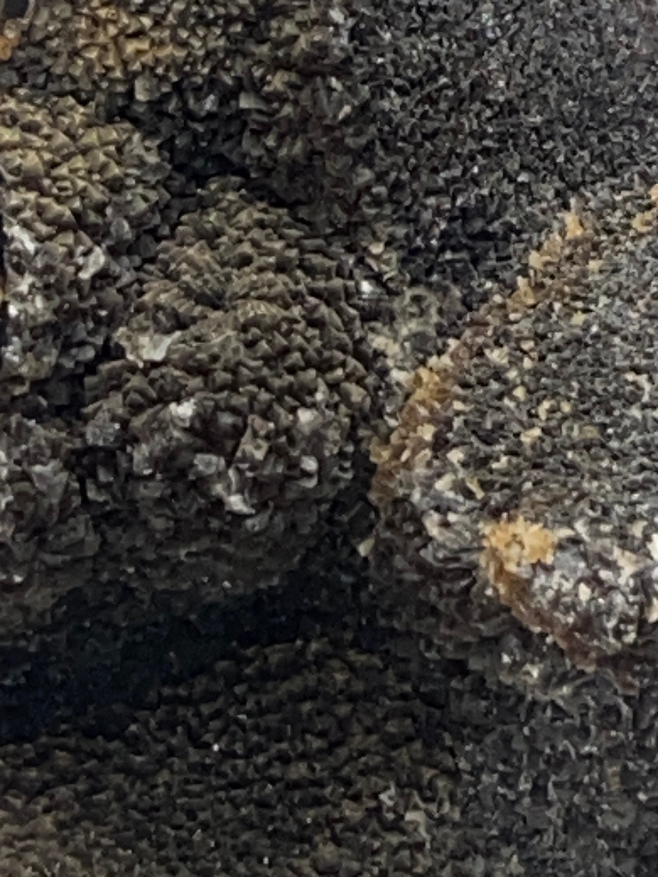 [shopname] - Dragons Egg Septarian Nodule, rock decor