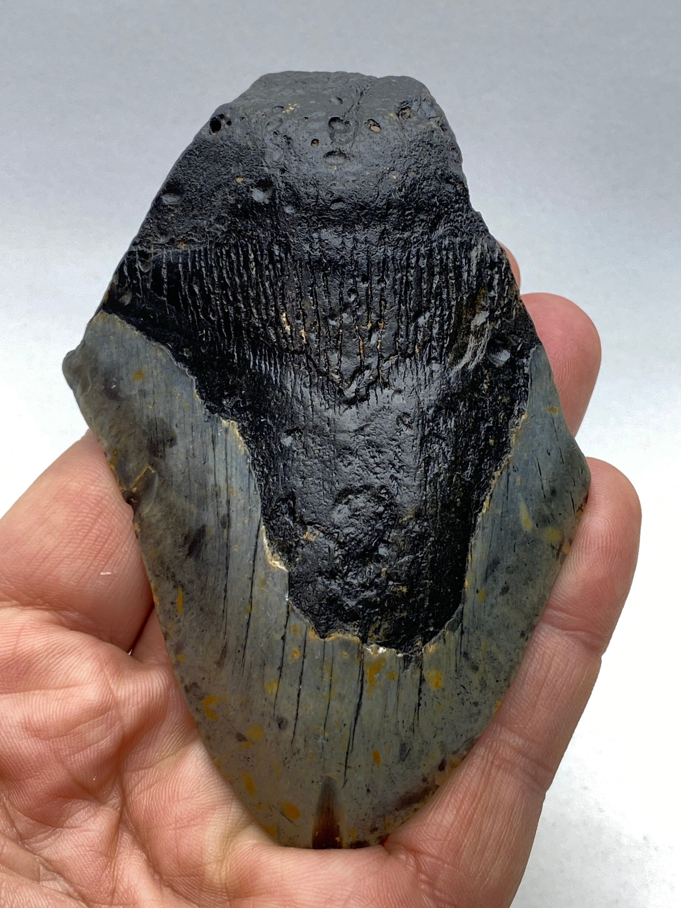[shopname] - Real Fossil Megalodon Tooth, 4.5 inches long, rock decor