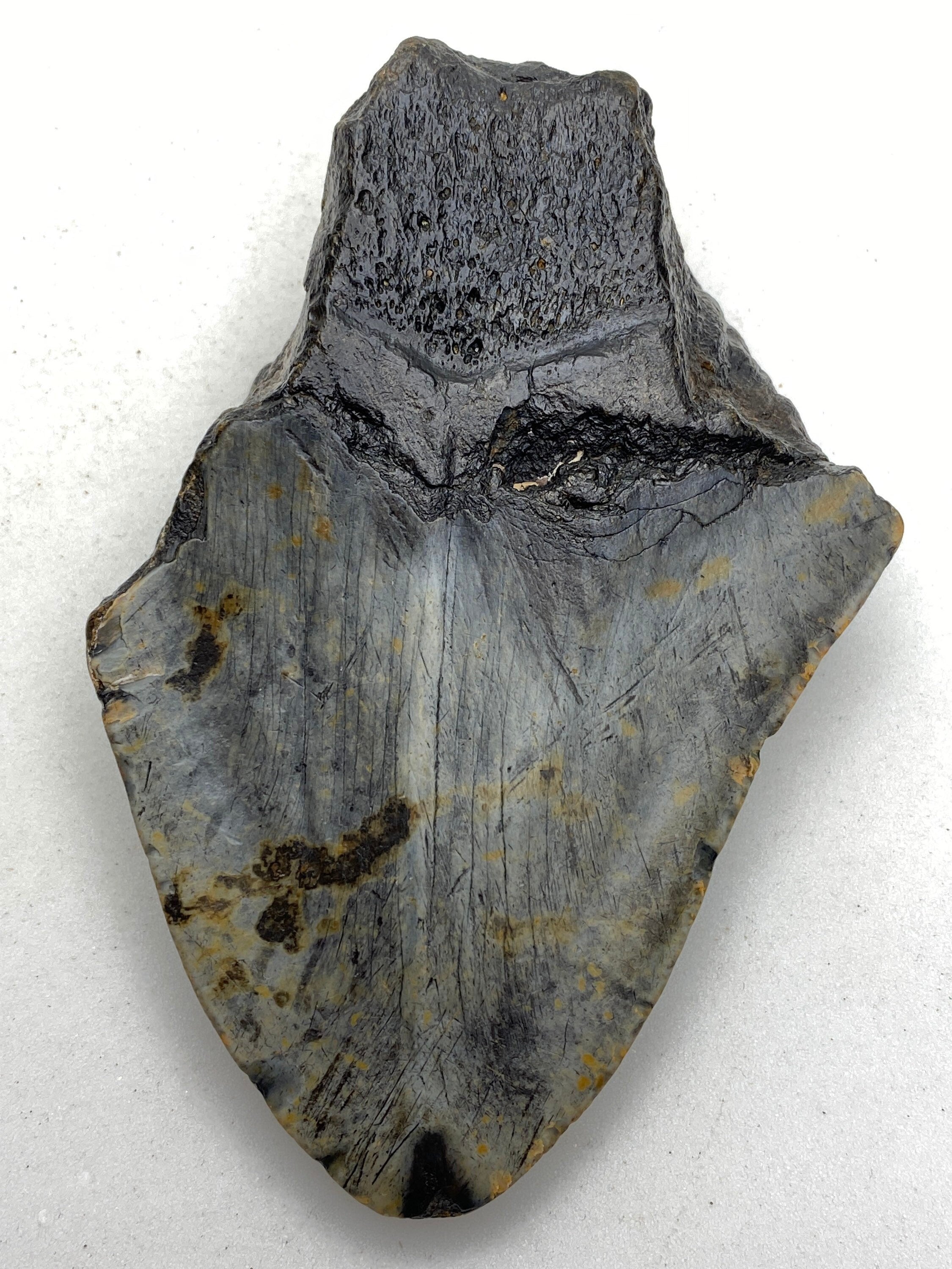 [shopname] - Real Fossil Megalodon Tooth, 4.5 inches long, rock decor