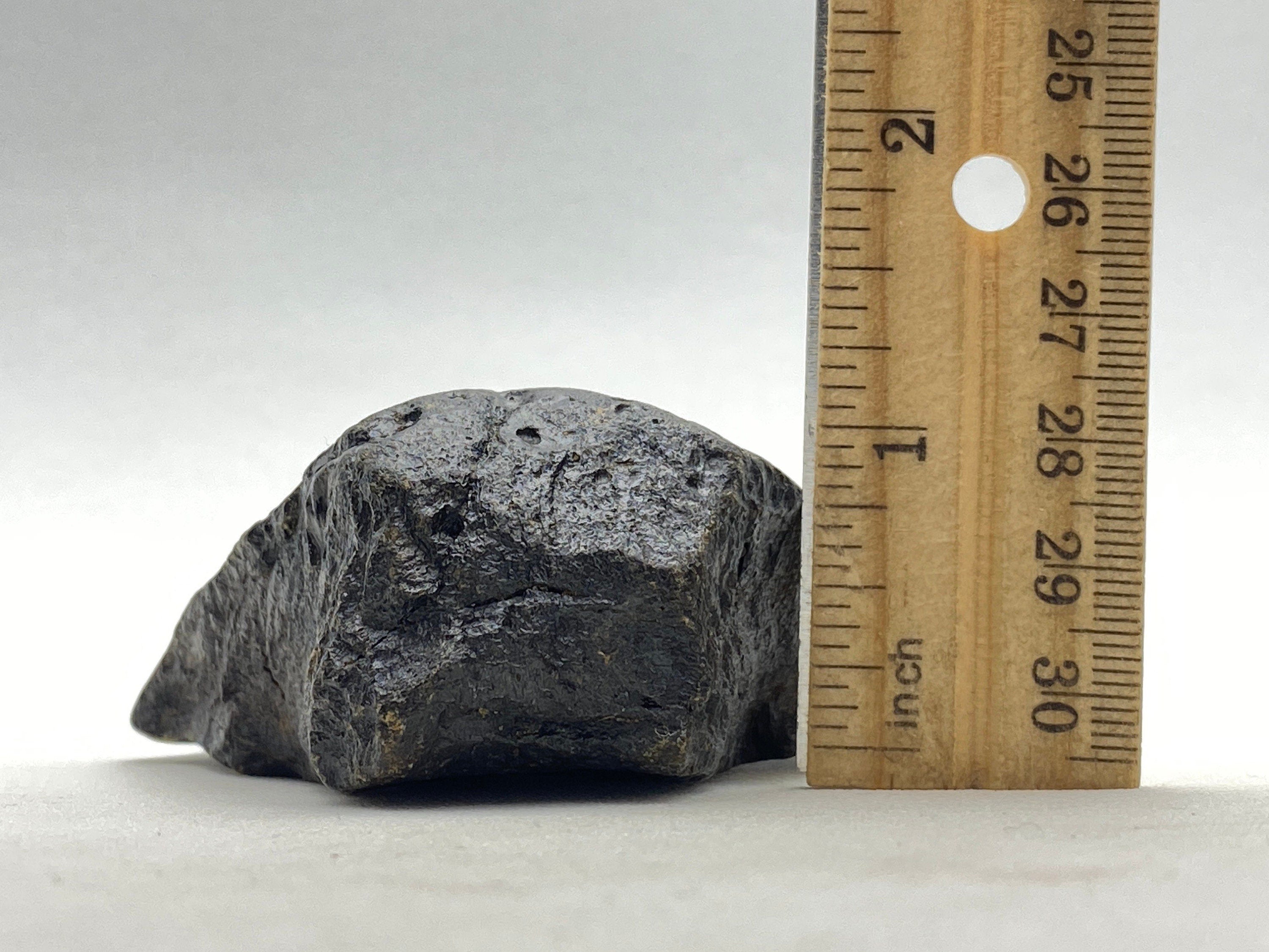 [shopname] - Real Fossil Megalodon Tooth, 4.5 inches long, rock decor