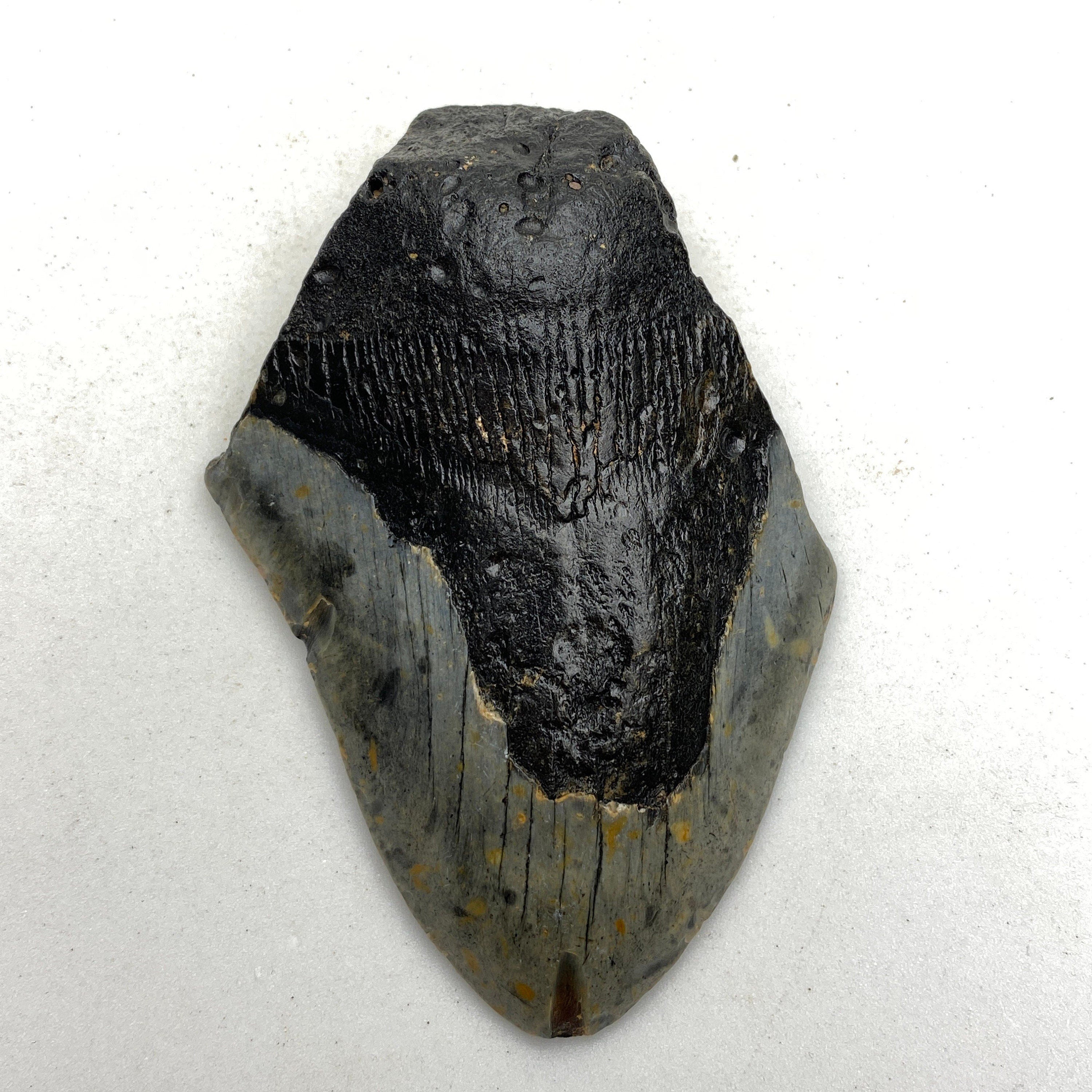 [shopname] - Real Fossil Megalodon Tooth, 4.5 inches long, rock decor