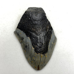 [shopname] - Real Fossil Megalodon Tooth, 4.5 inches long, rock decor