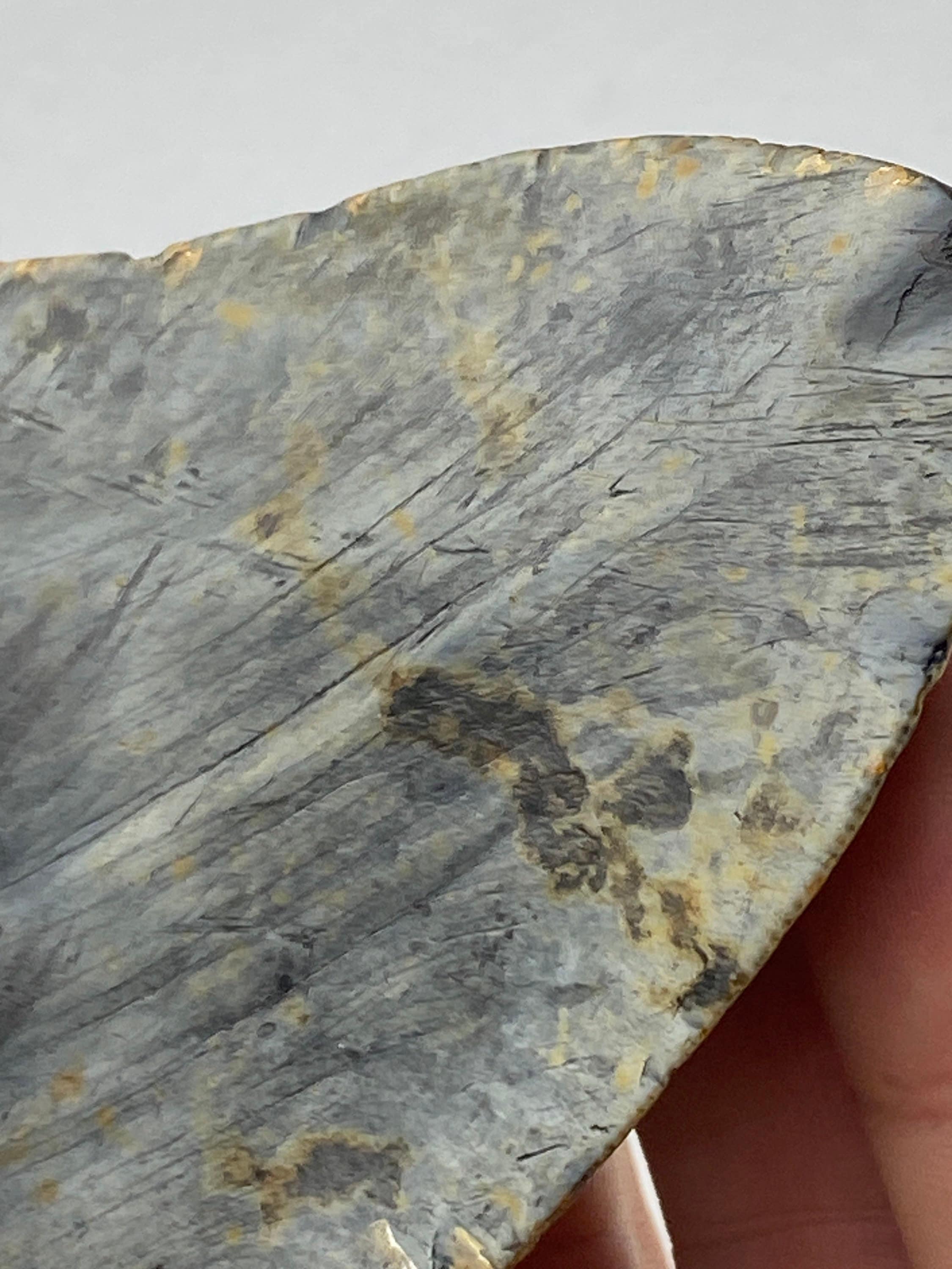 [shopname] - Real Fossil Megalodon Tooth, 4.5 inches long, rock decor