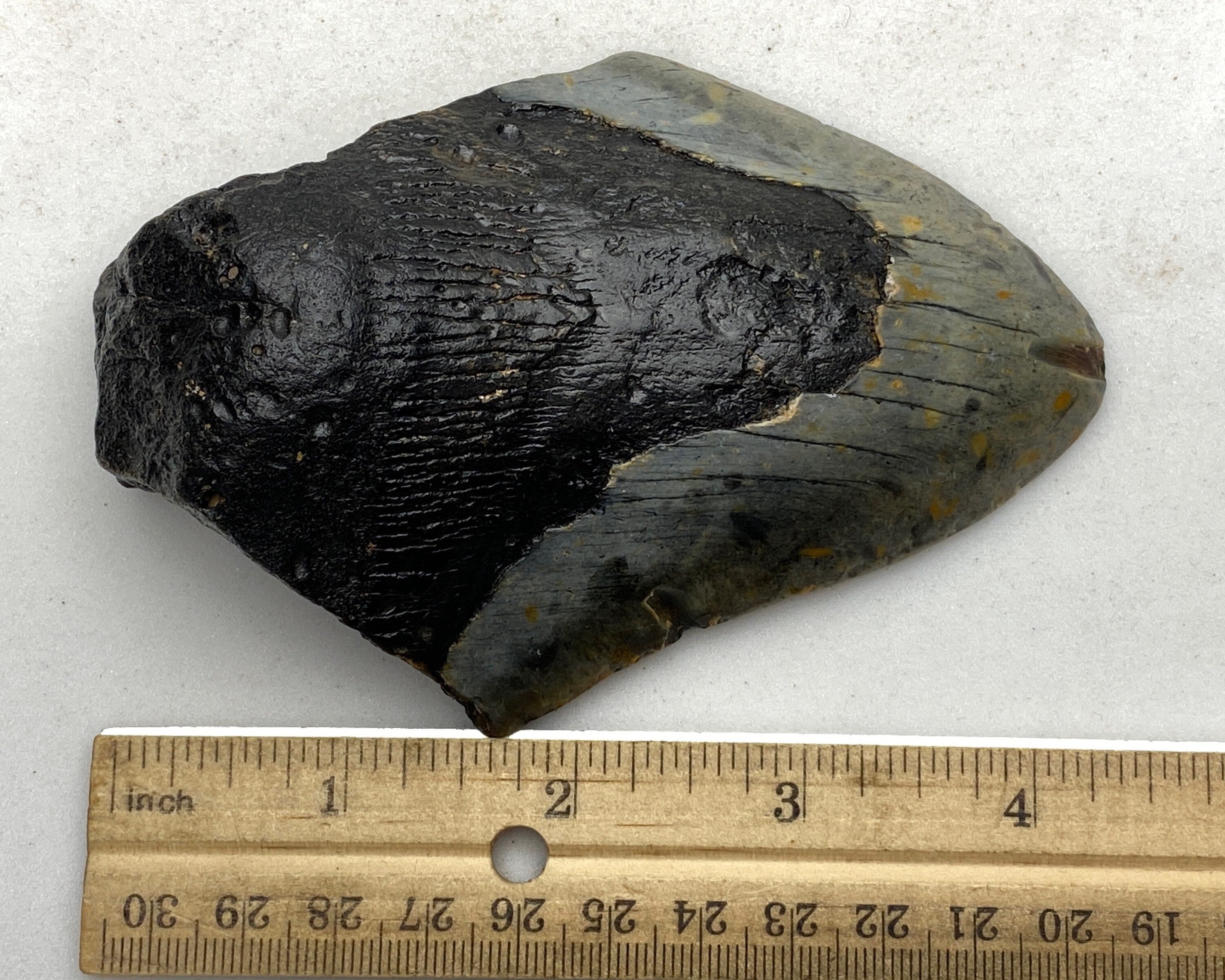 [shopname] - Real Fossil Megalodon Tooth, 4.5 inches long, rock decor