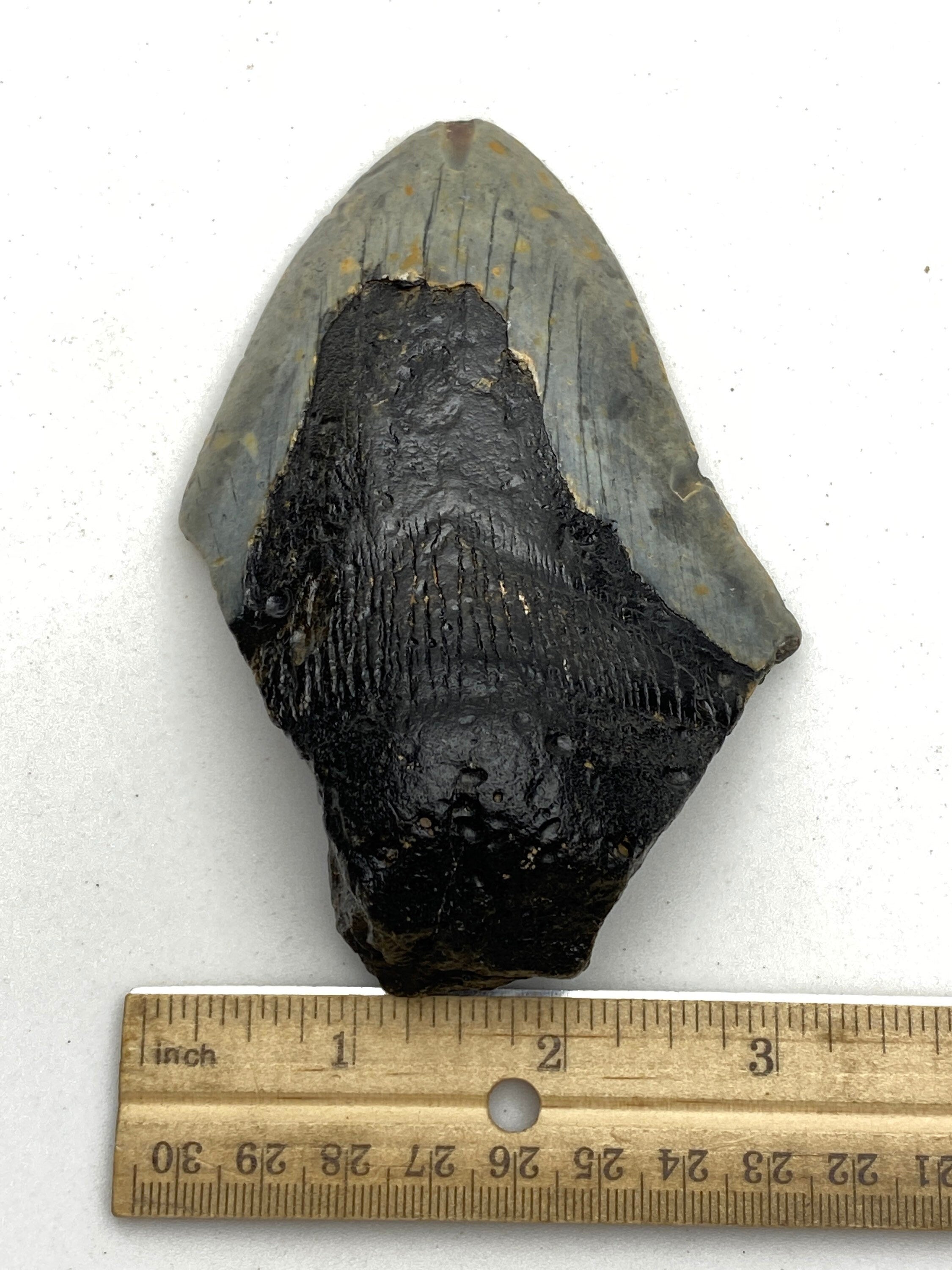 [shopname] - Real Fossil Megalodon Tooth, 4.5 inches long, rock decor