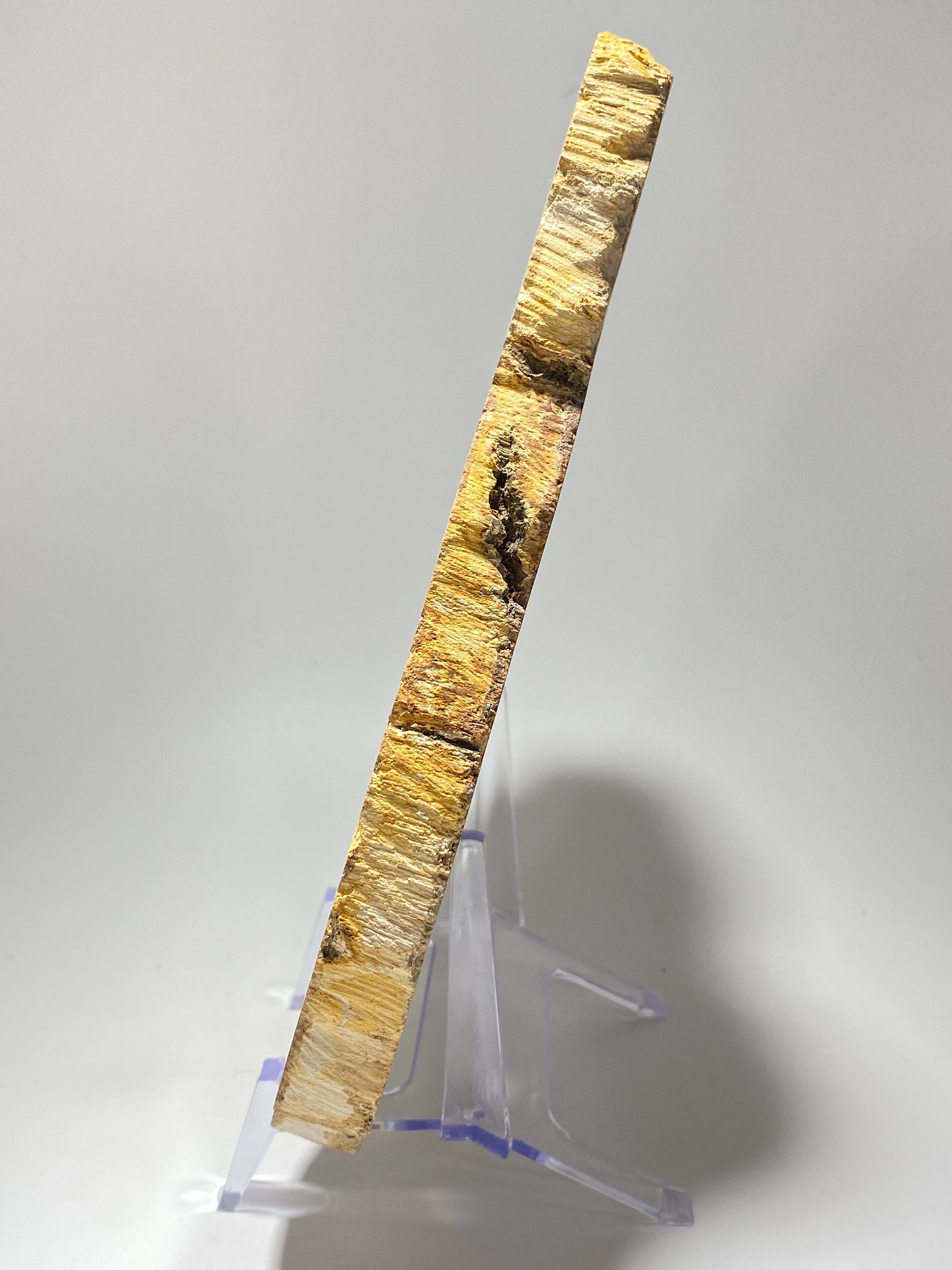 [shopname] - Petrified wood specimen in an acrylic stand, rock decor