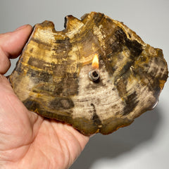 Petrified wood Rock Oil Lamp