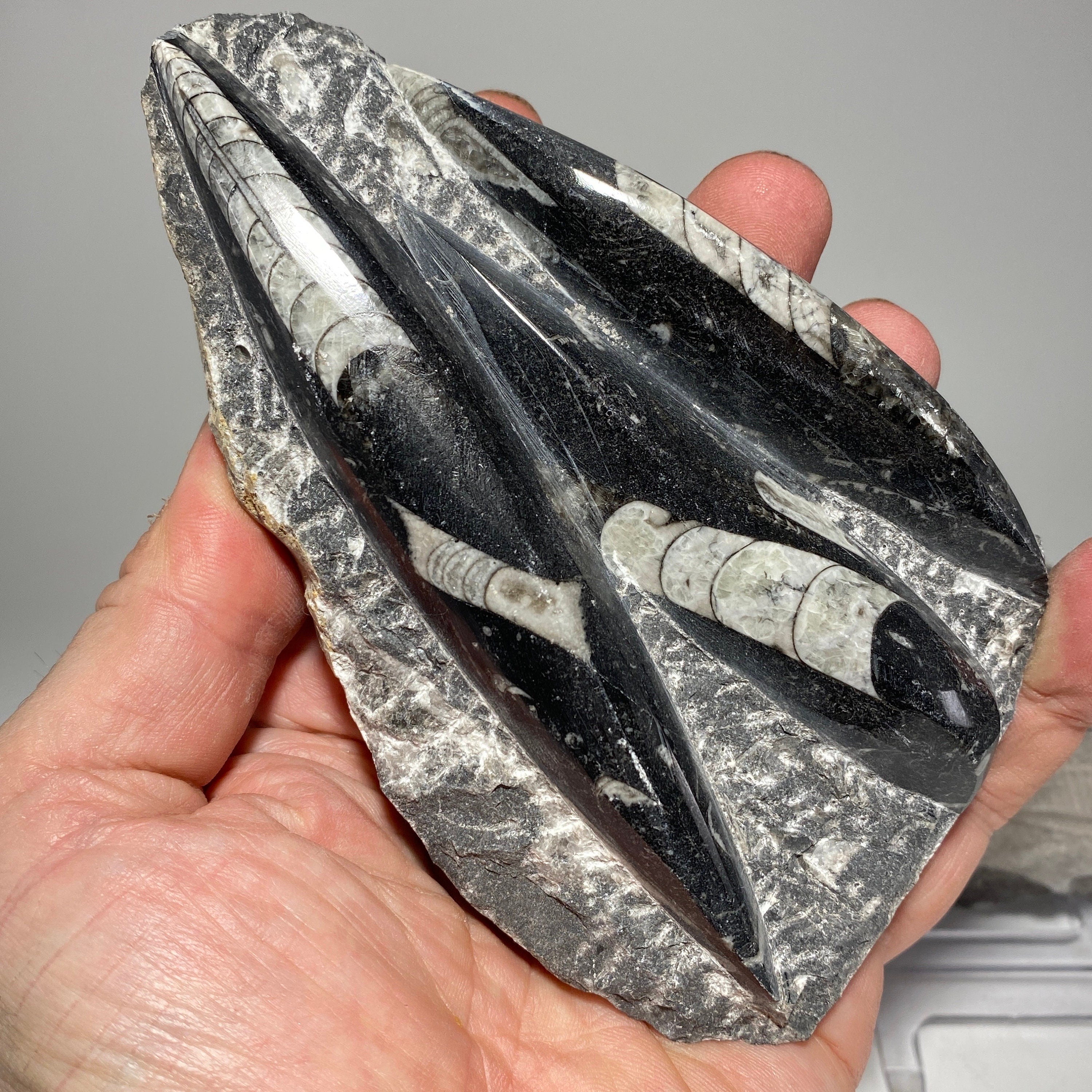 [shopname] - Orthoceras fossil plaque with stand, fossil cephalopod, rock decor