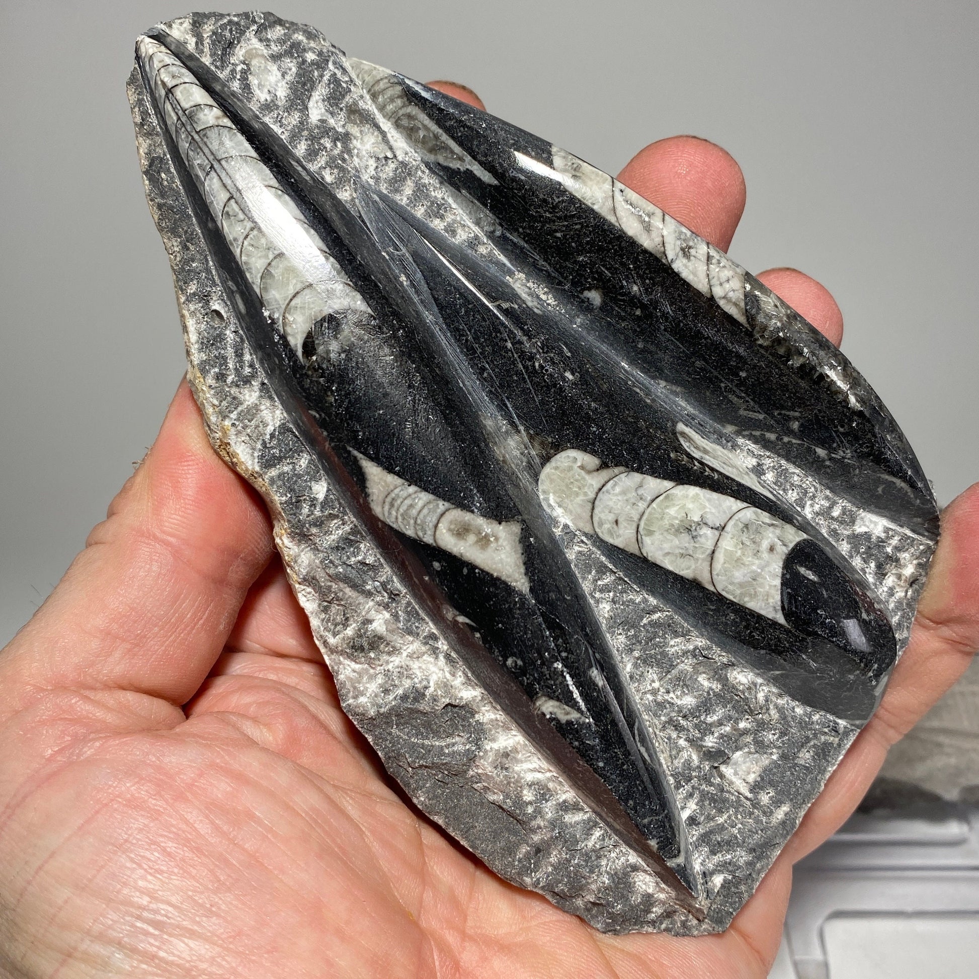 [shopname] - Orthoceras fossil plaque with stand, fossil cephalopod, rock decor