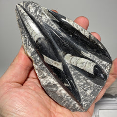 [shopname] - Orthoceras fossil plaque with stand, fossil cephalopod, rock decor