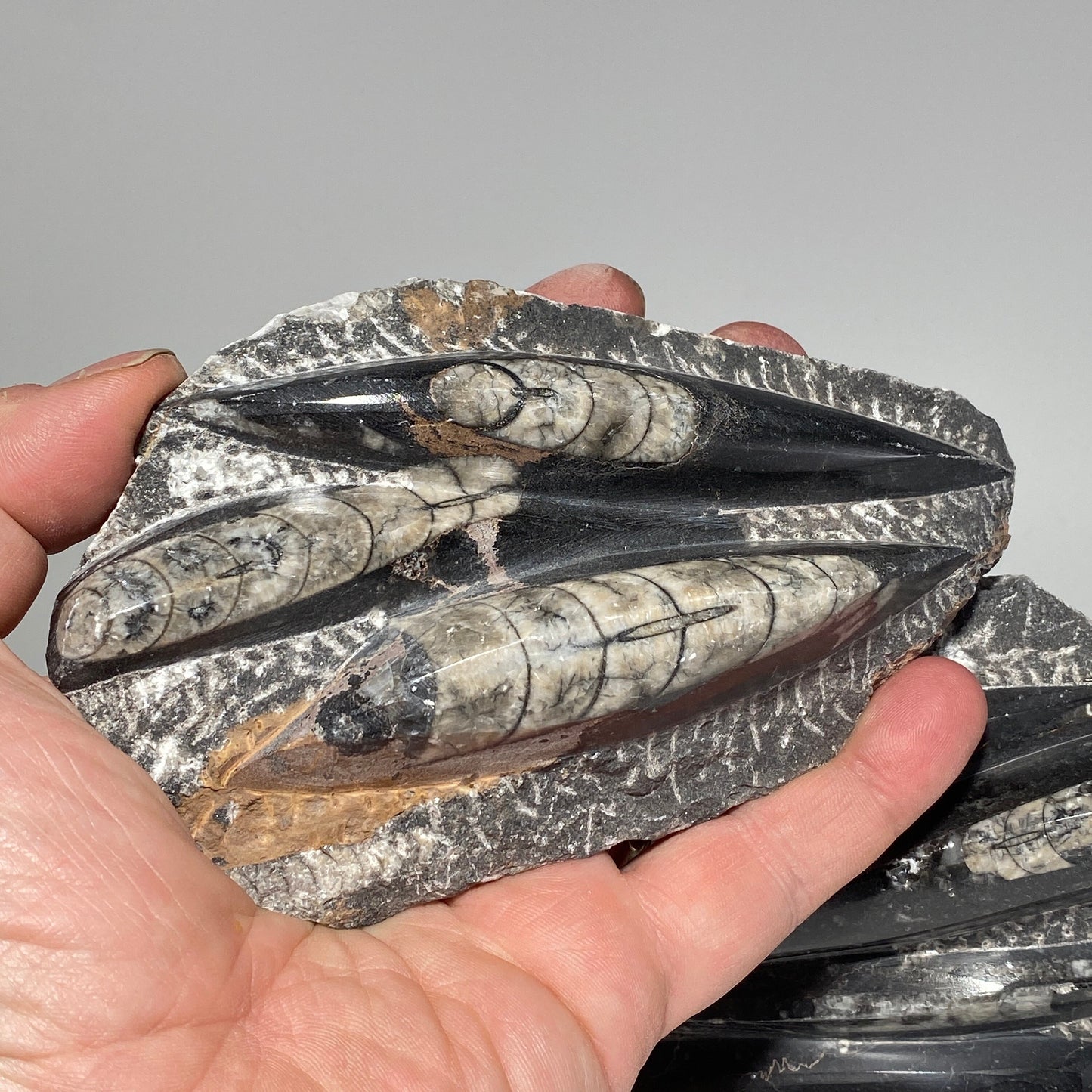 [shopname] - Orthoceras fossil plaque with stand, fossil cephalopod, rock decor