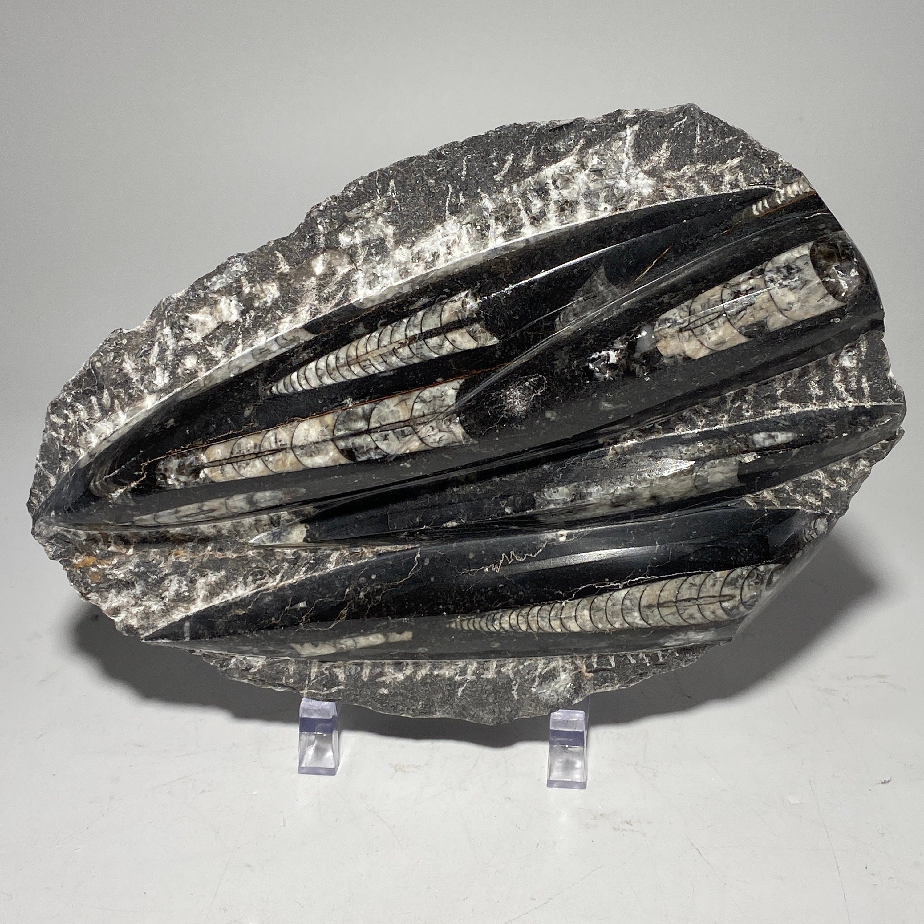 [shopname] - Orthoceras fossil plaque with stand, fossil cephalopod, rock decor