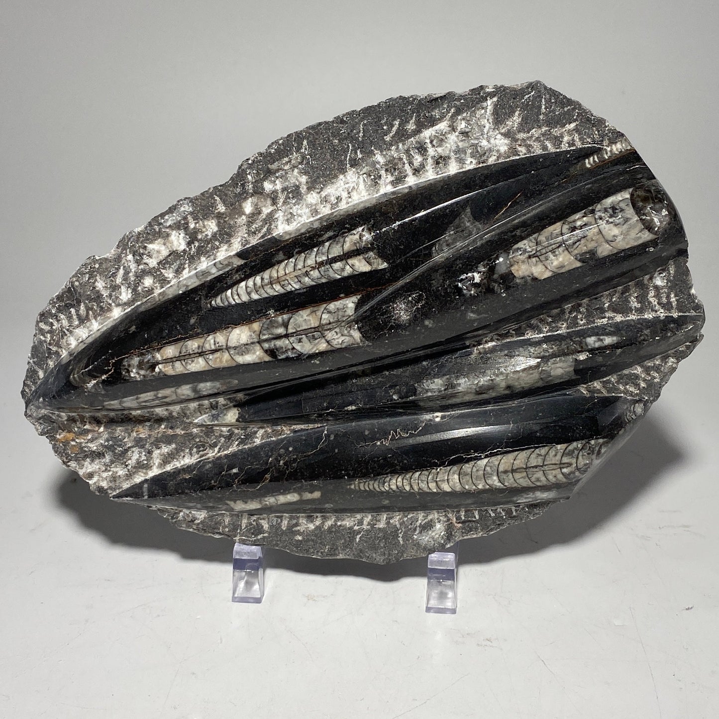 [shopname] - Orthoceras fossil plaque with stand, fossil cephalopod, rock decor