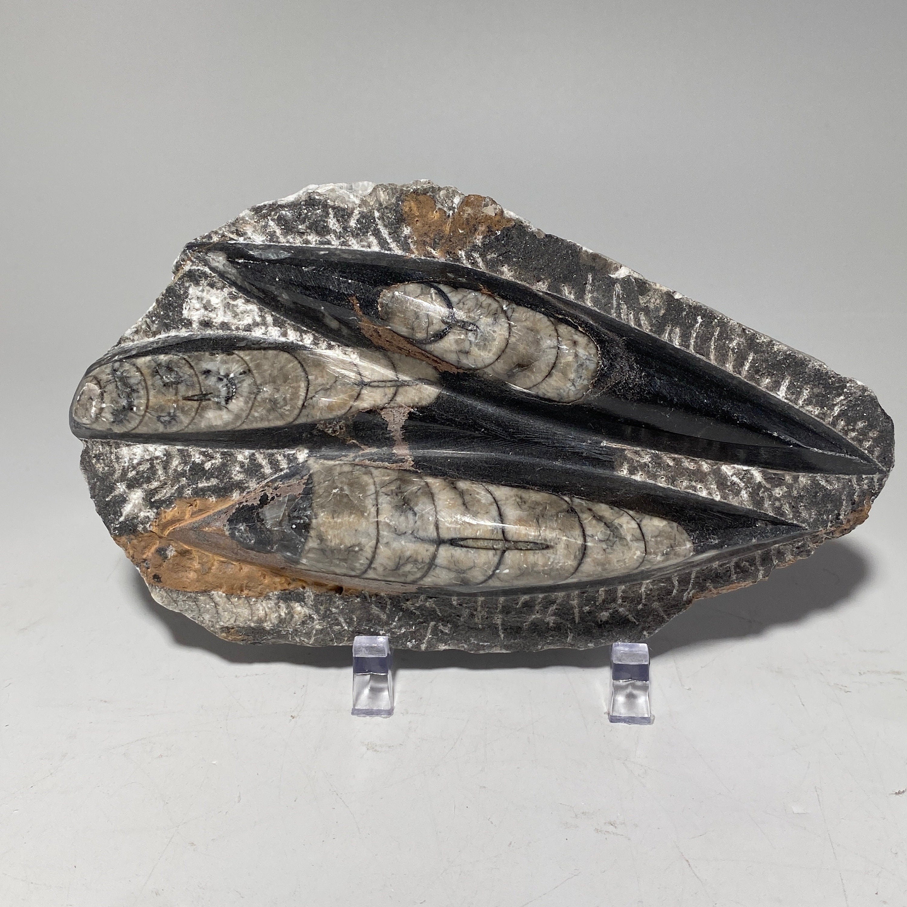 [shopname] - Orthoceras fossil plaque with stand, fossil cephalopod, rock decor