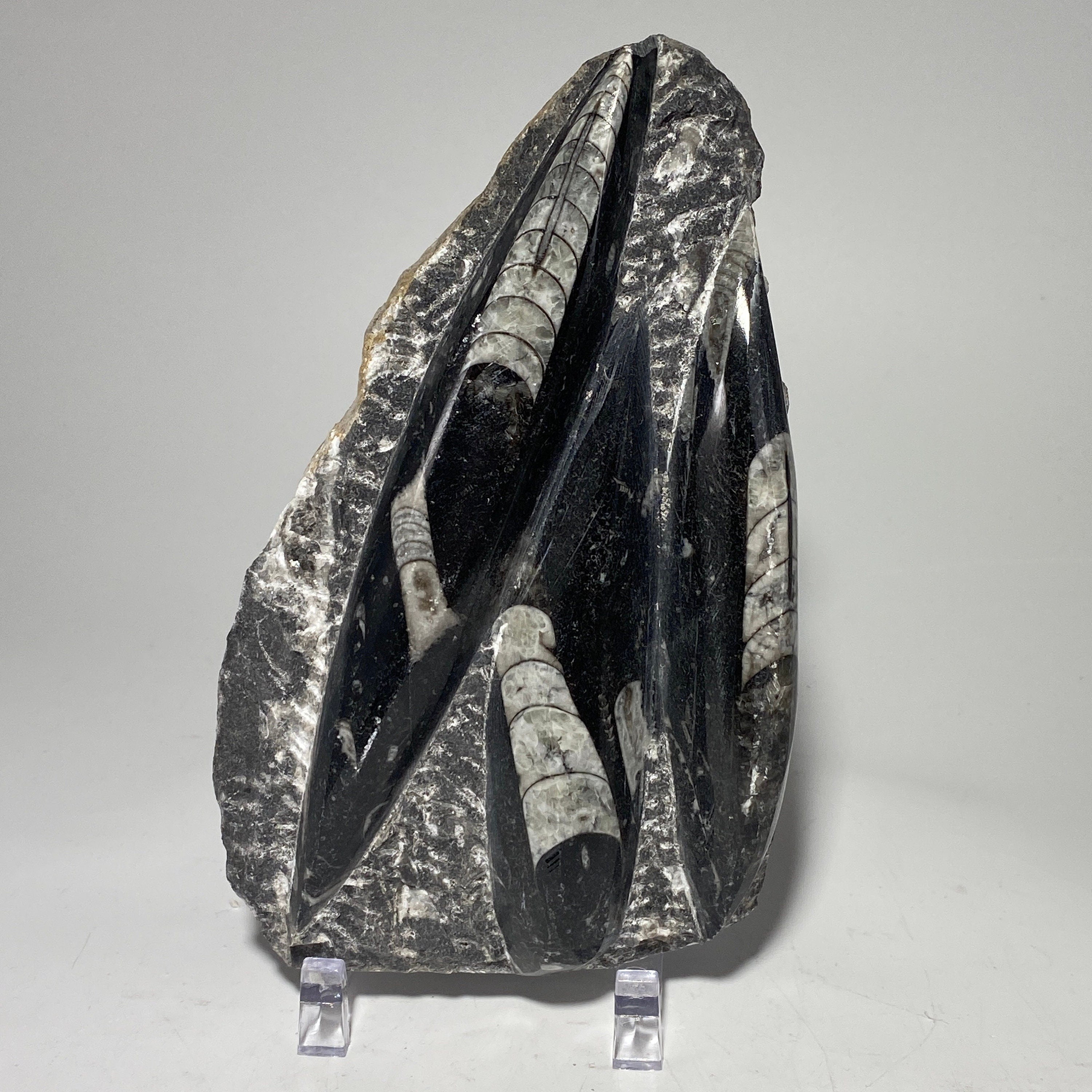 [shopname] - Orthoceras fossil plaque with stand, fossil cephalopod, rock decor