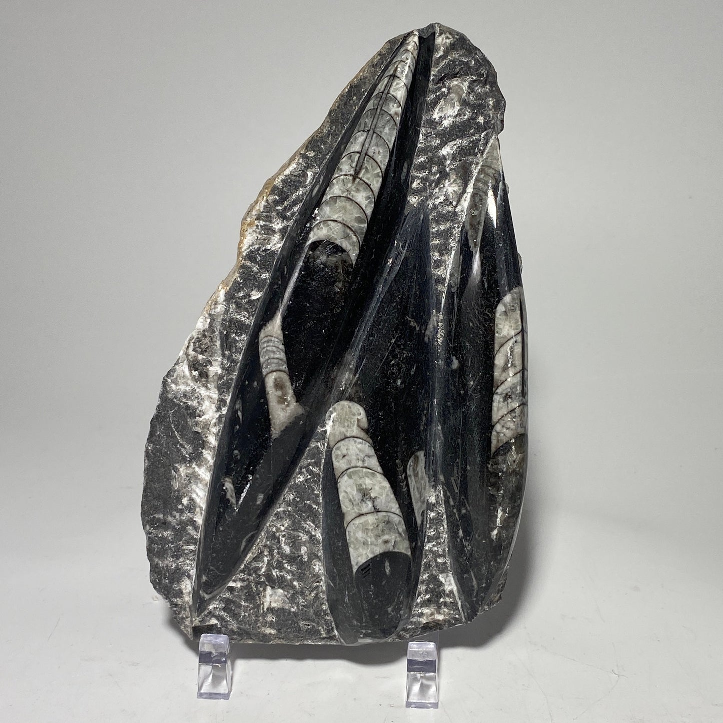 [shopname] - Orthoceras fossil plaque with stand, fossil cephalopod, rock decor