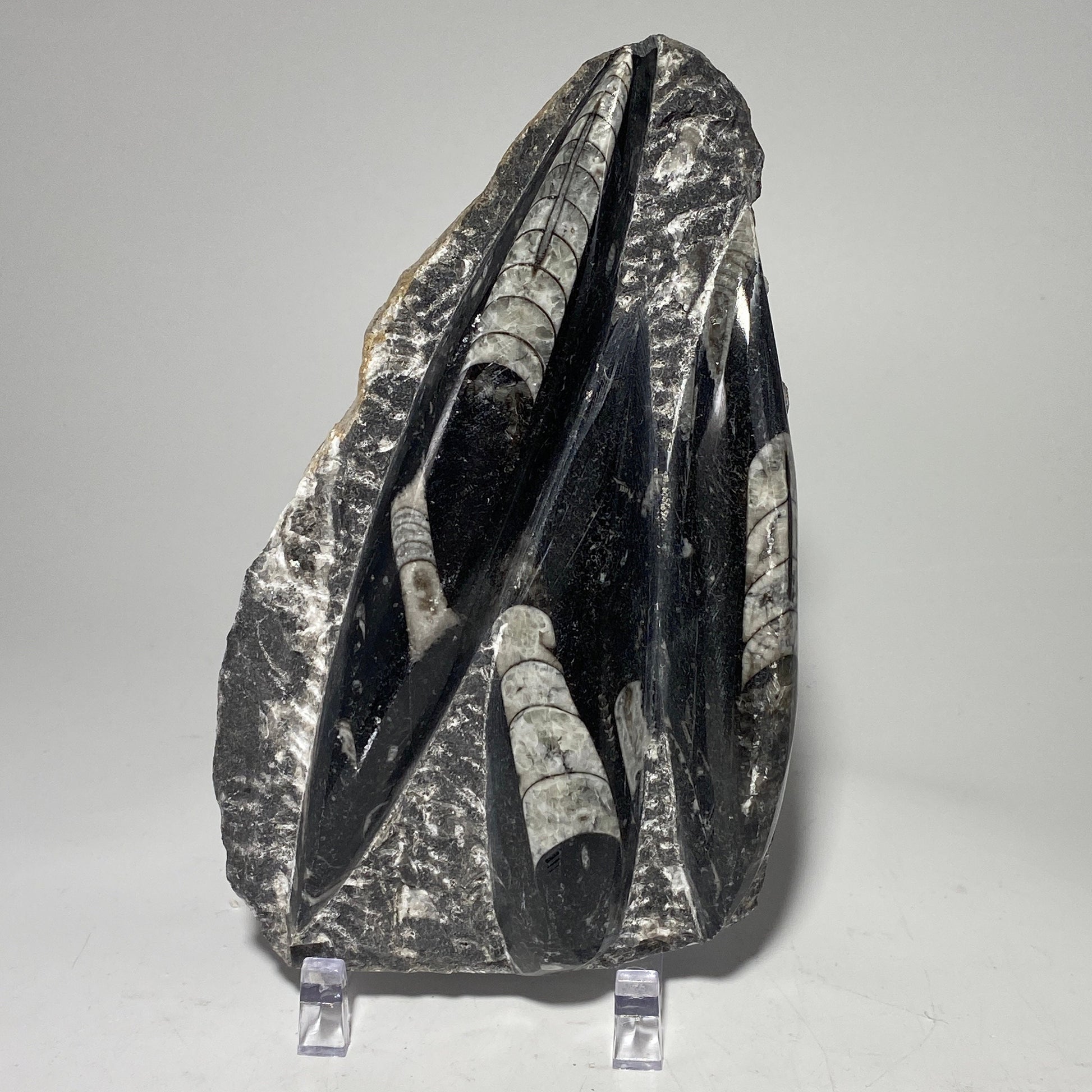 [shopname] - Orthoceras fossil plaque with stand, fossil cephalopod, rock decor