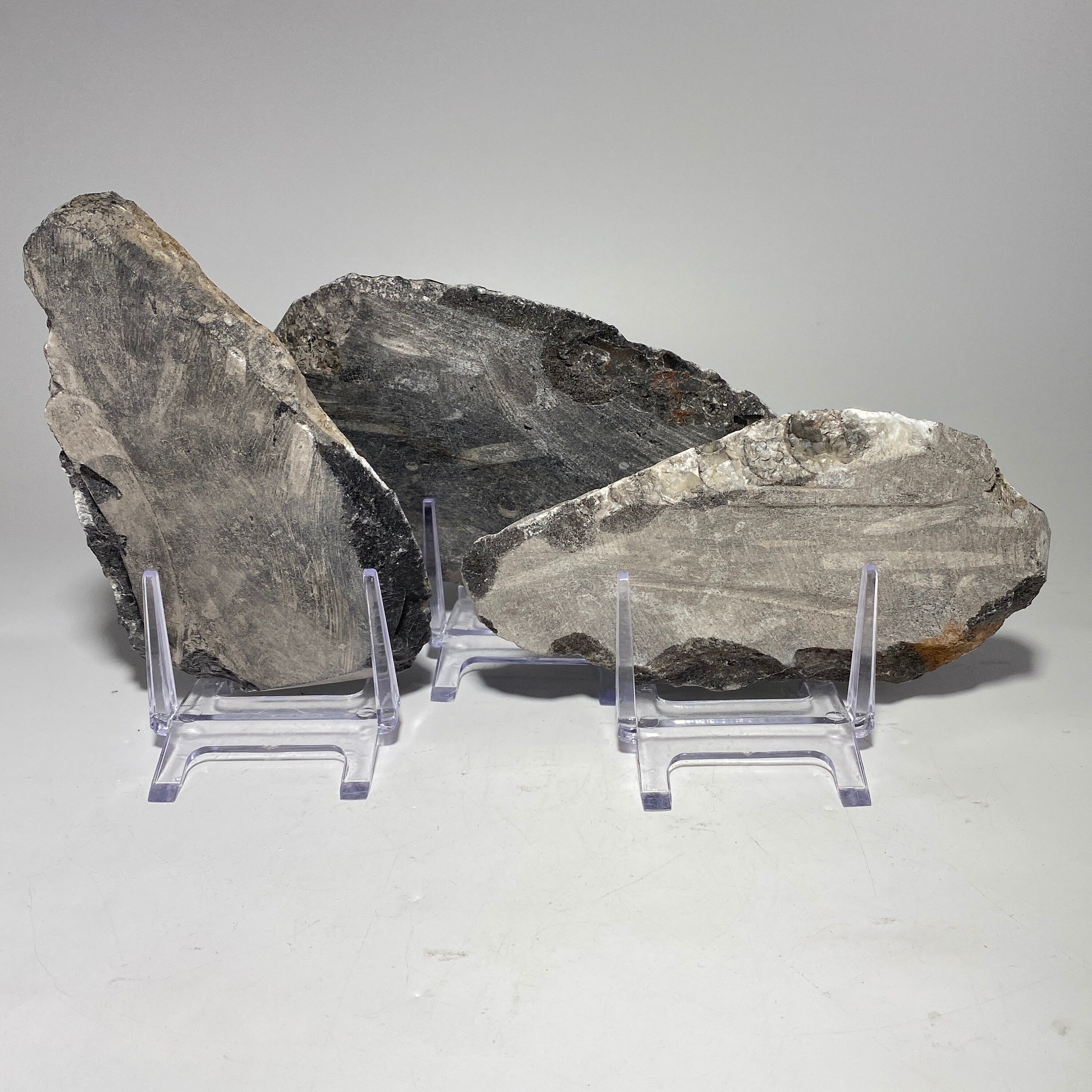 [shopname] - Orthoceras fossil plaque with stand, fossil cephalopod, rock decor