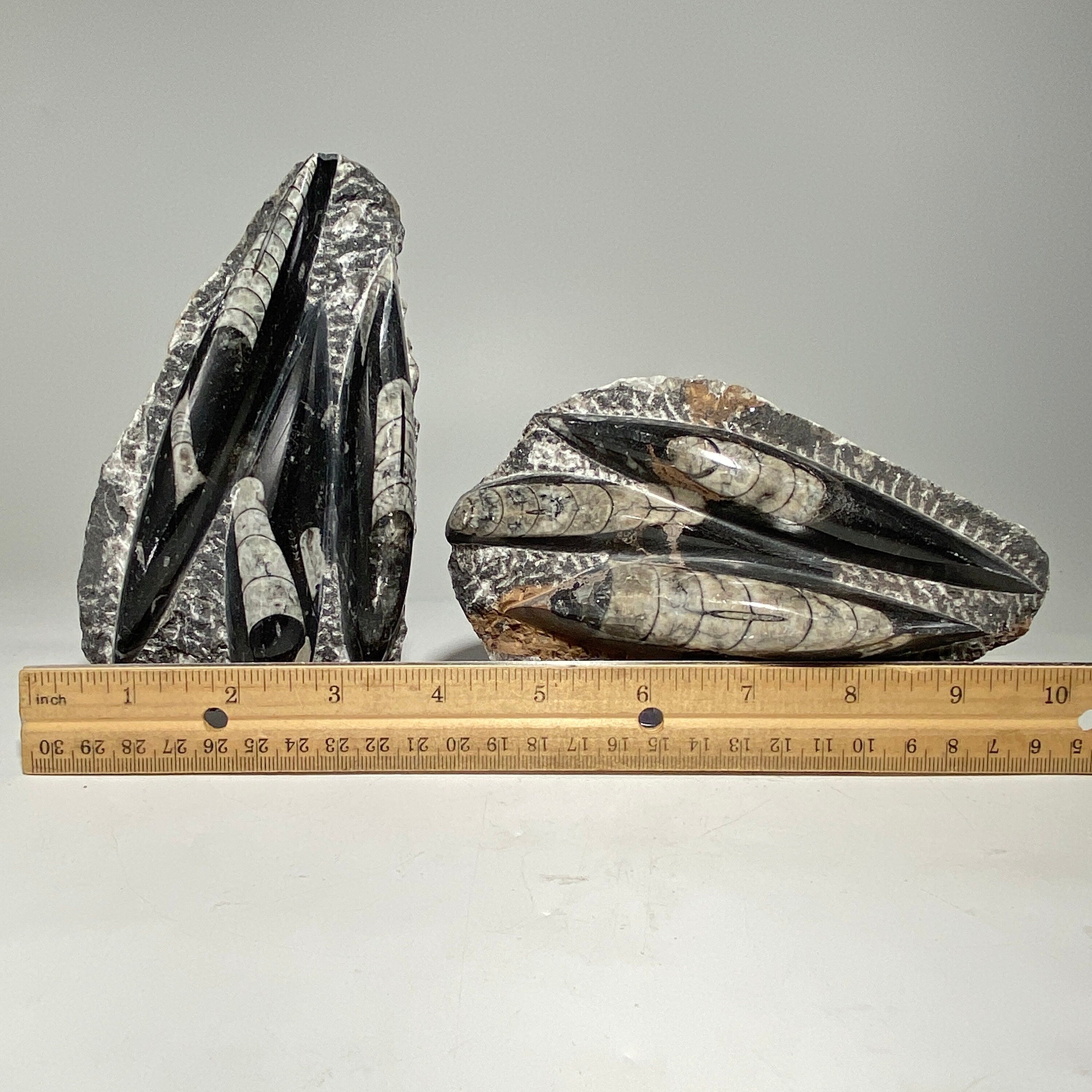 [shopname] - Orthoceras fossil plaque with stand, fossil cephalopod, rock decor