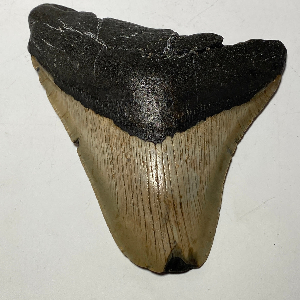 [shopname] - Megalodon Tooth, 4.5 inches long, rock decor