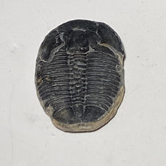 [shopname] - Trilobite fossil, Elrathia King from Utah, rock decor