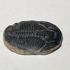 [shopname] - Trilobite fossil, Elrathia King from Utah, rock decor