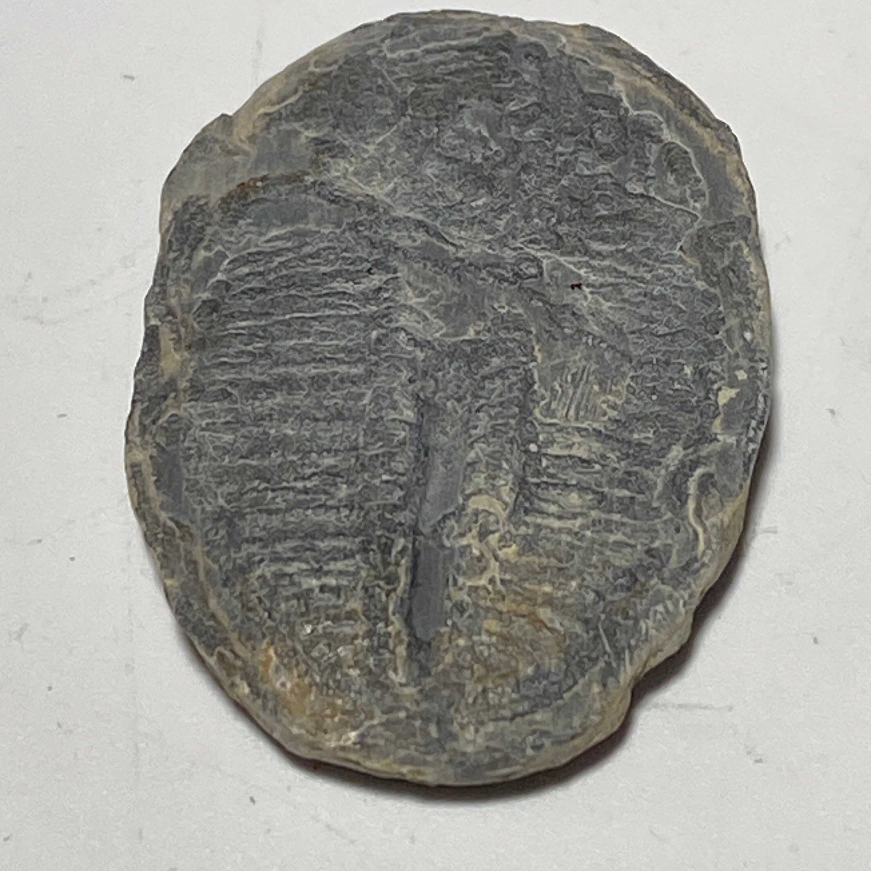 [shopname] - Trilobite fossil, Elrathia King from Utah, rock decor