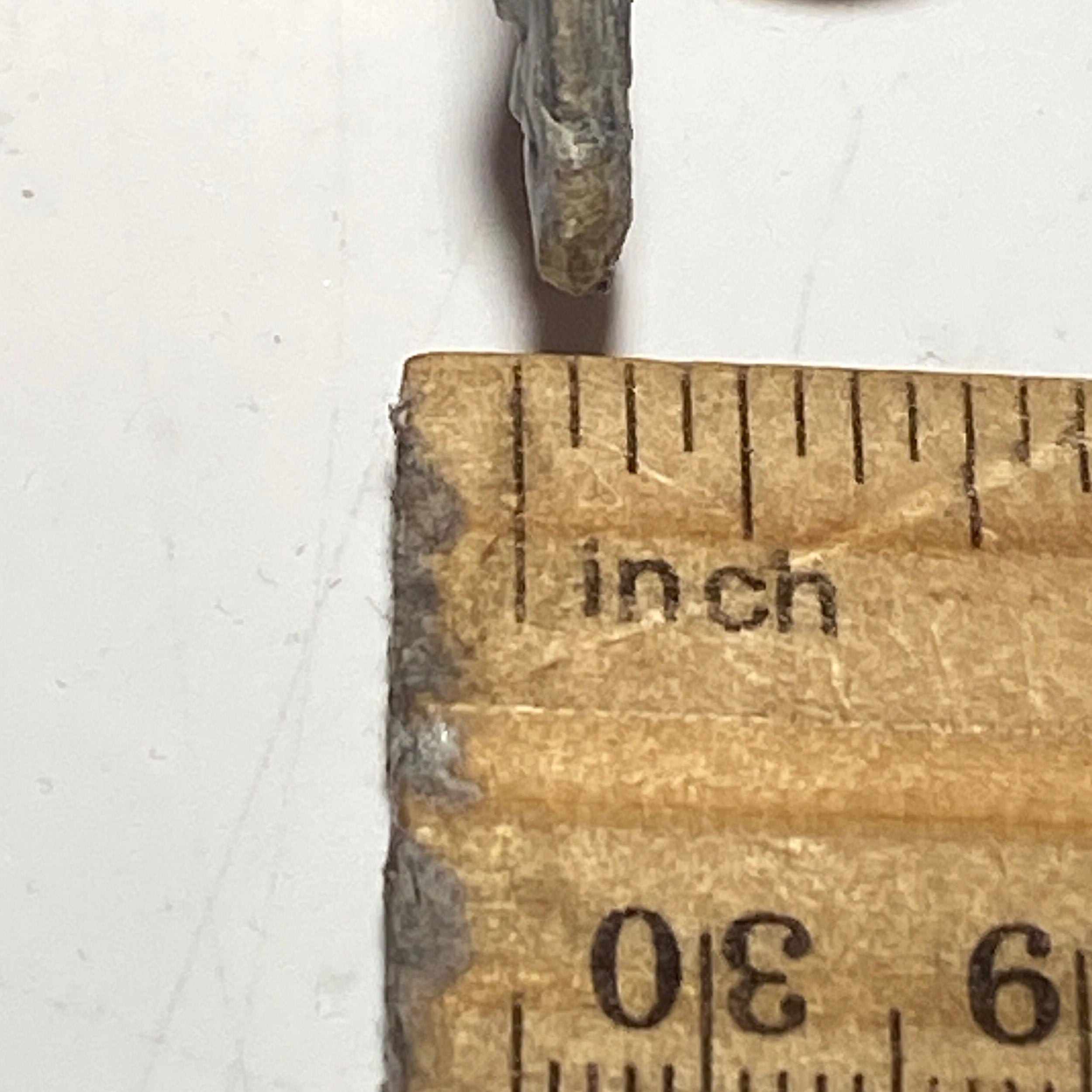 [shopname] - Trilobite fossil, Elrathia King from Utah, rock decor