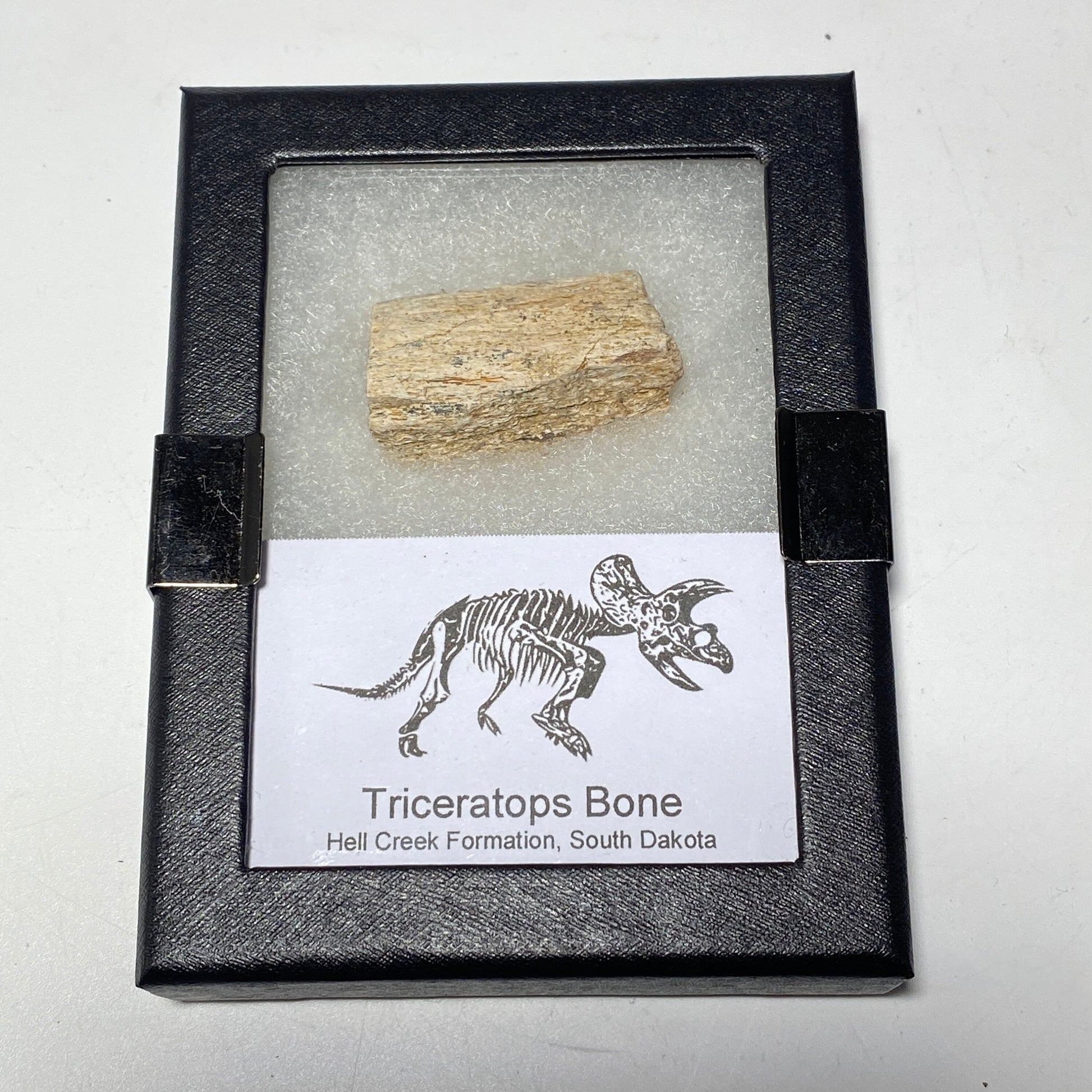 Real Triceratop Bone in a display case | form the Hell Creek Formation in South Dakota, fossil collector or dinosaur lover gift