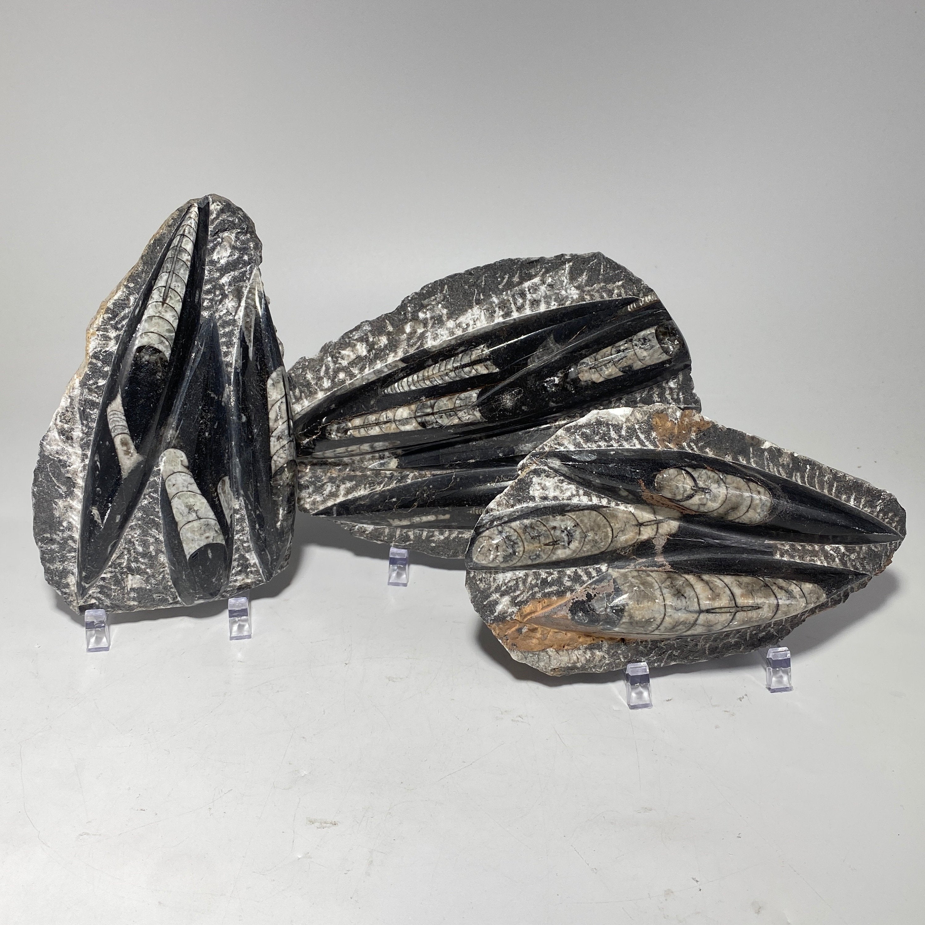 [shopname] - Orthoceras fossil plaque with stand, fossil cephalopod, rock decor