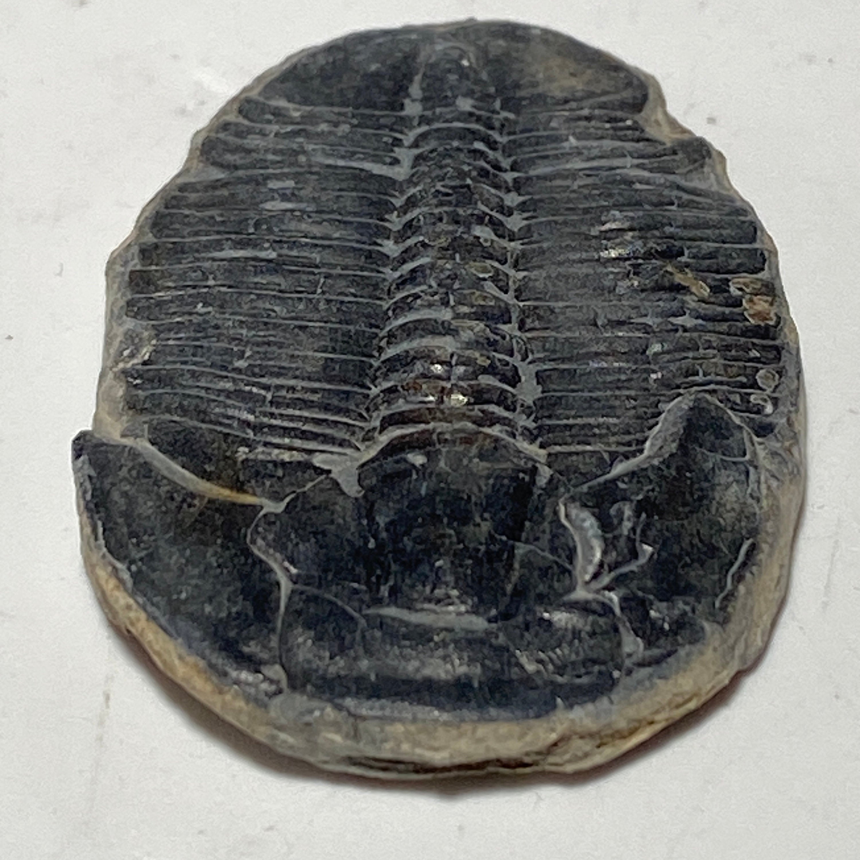 [shopname] - Trilobite fossil, Elrathia King from Utah, rock decor