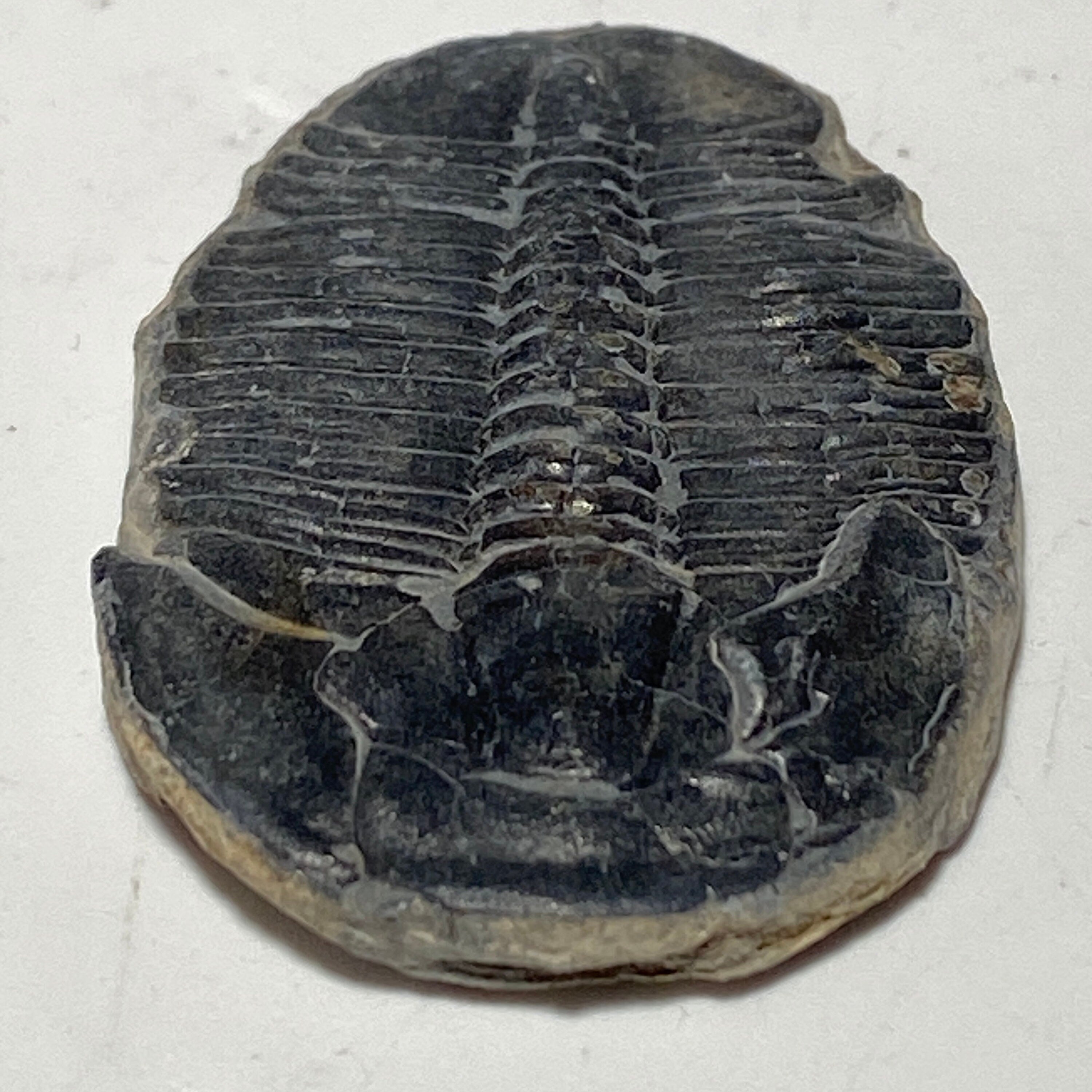 [shopname] - Trilobite fossil, Elrathia King from Utah, rock decor