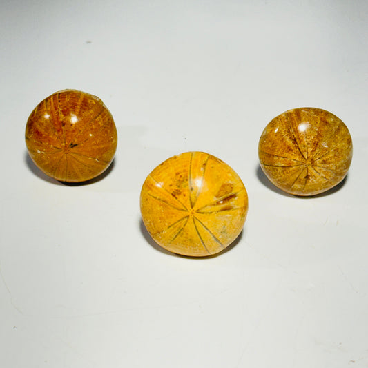 [shopname] - Cabinet knobs - fossil sea urchin, rock decor