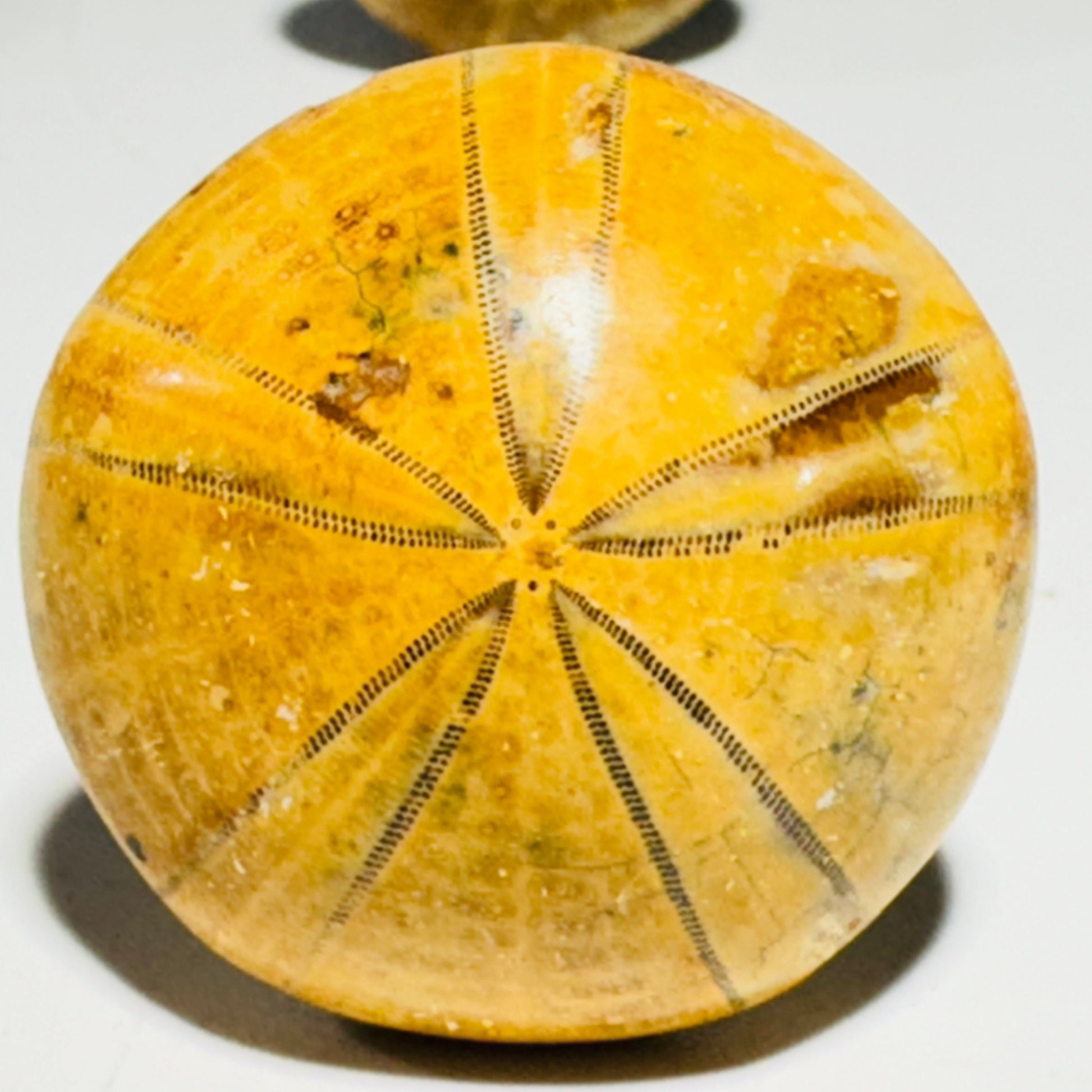 [shopname] - Cabinet knobs - fossil sea urchin, rock decor