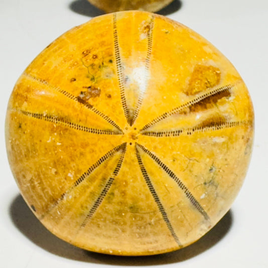 [shopname] - Cabinet knobs - fossil sea urchin, rock decor