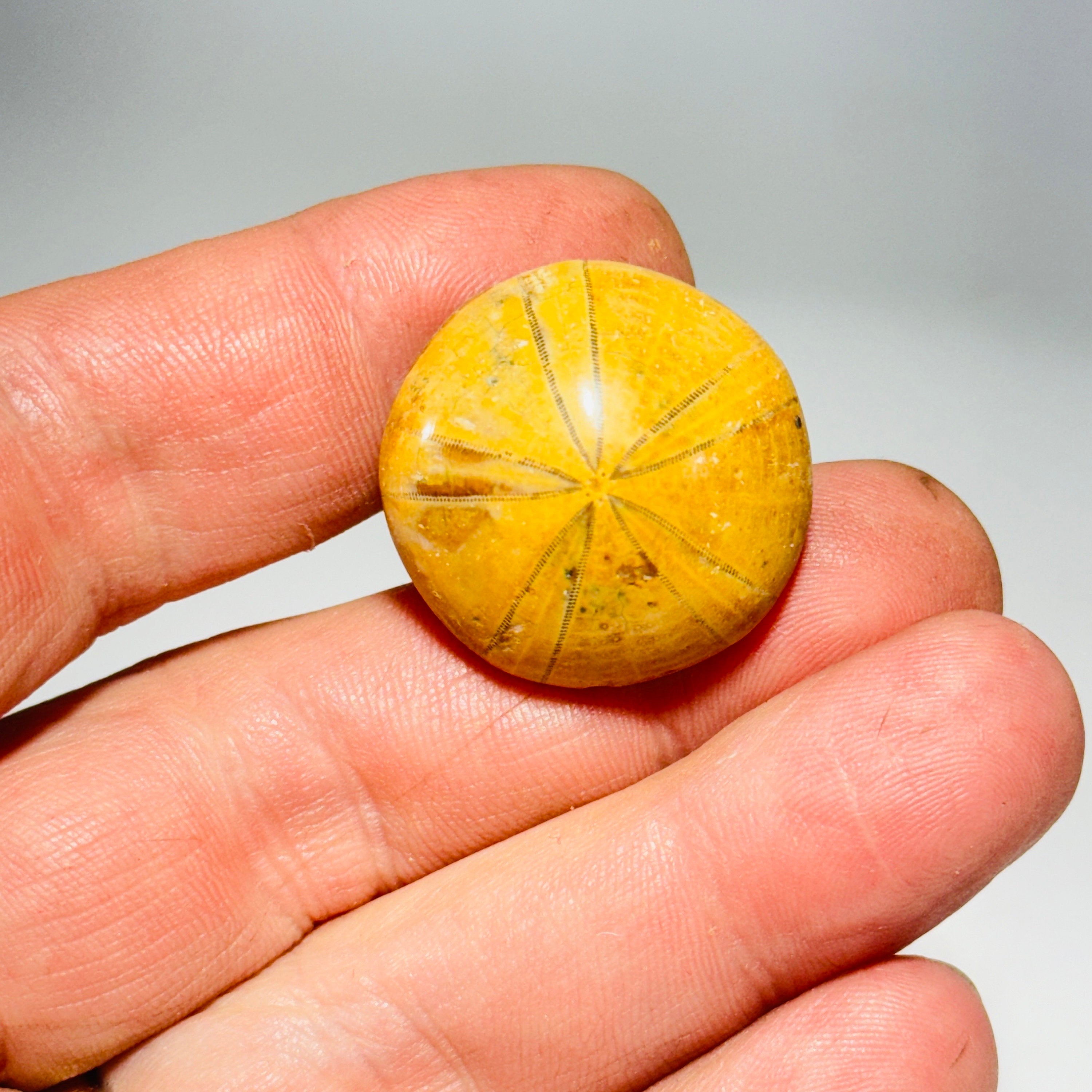 Cabinet knobs - fossil sea urchin