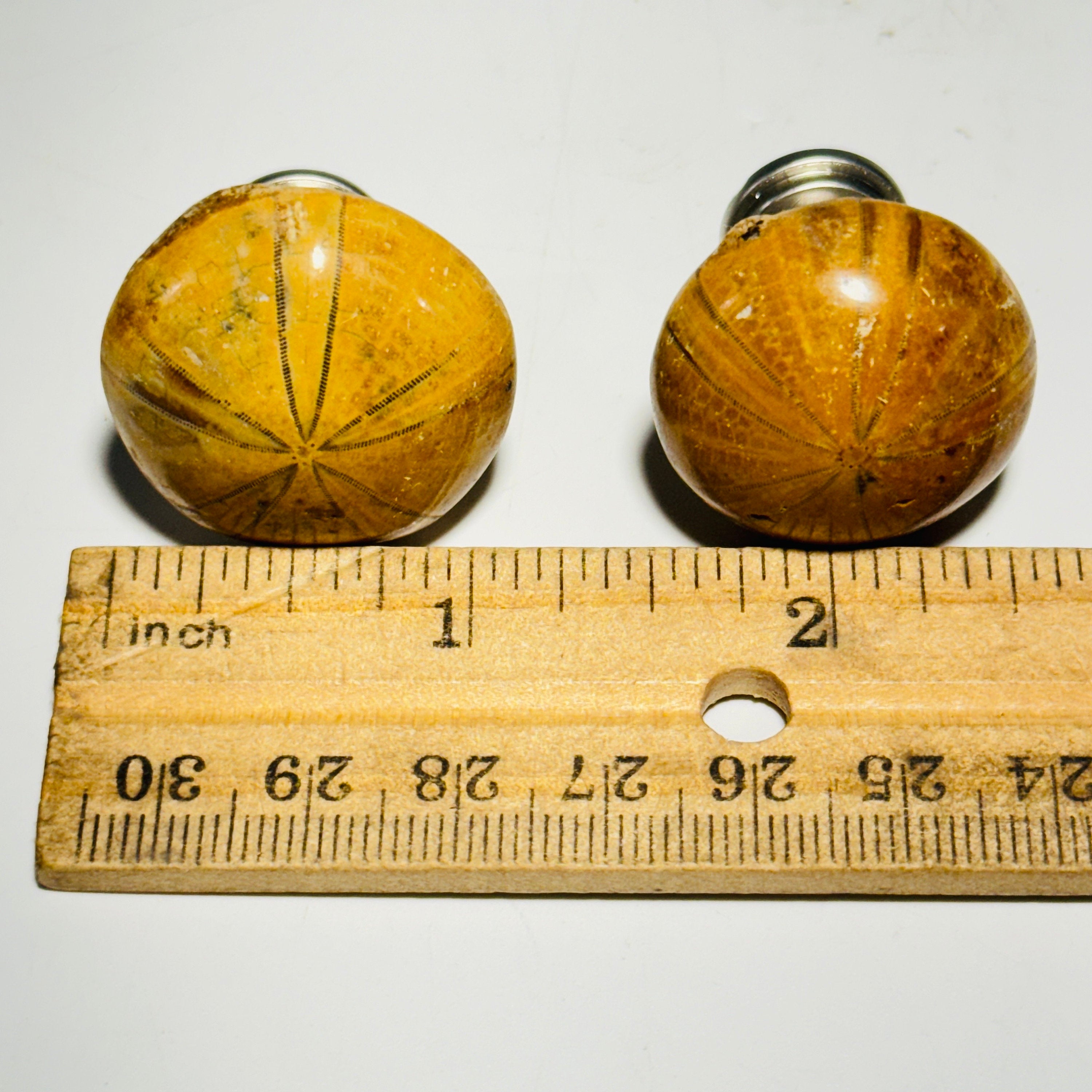 Cabinet knobs - fossil sea urchin