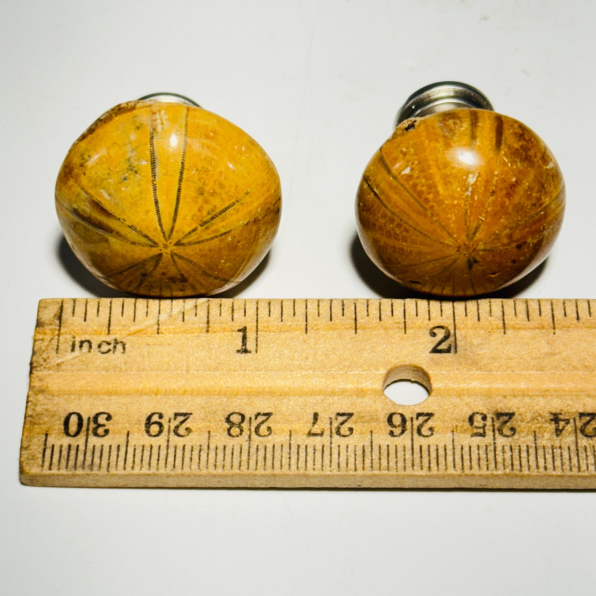 [shopname] - Cabinet knobs - fossil sea urchin, rock decor
