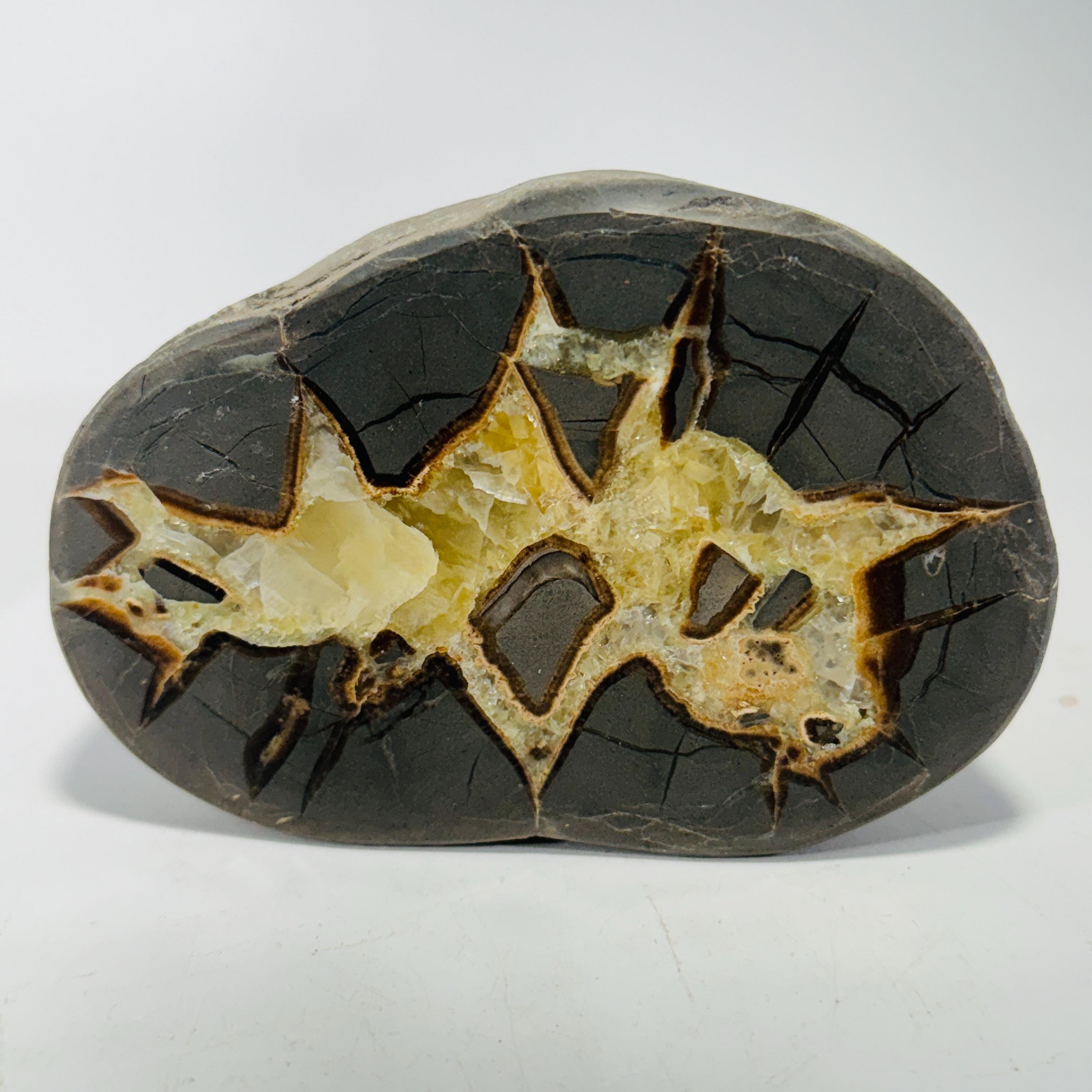 Septarian Nodule geode end-cut