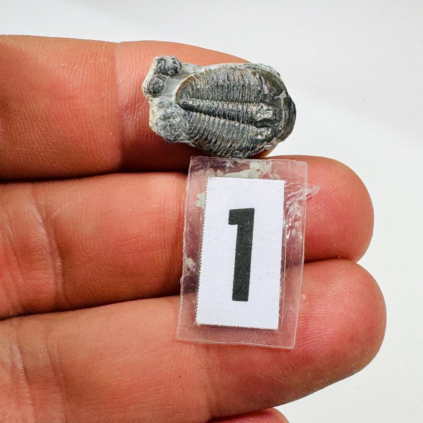 Trilobite fossil, Elrathia King from Utah
