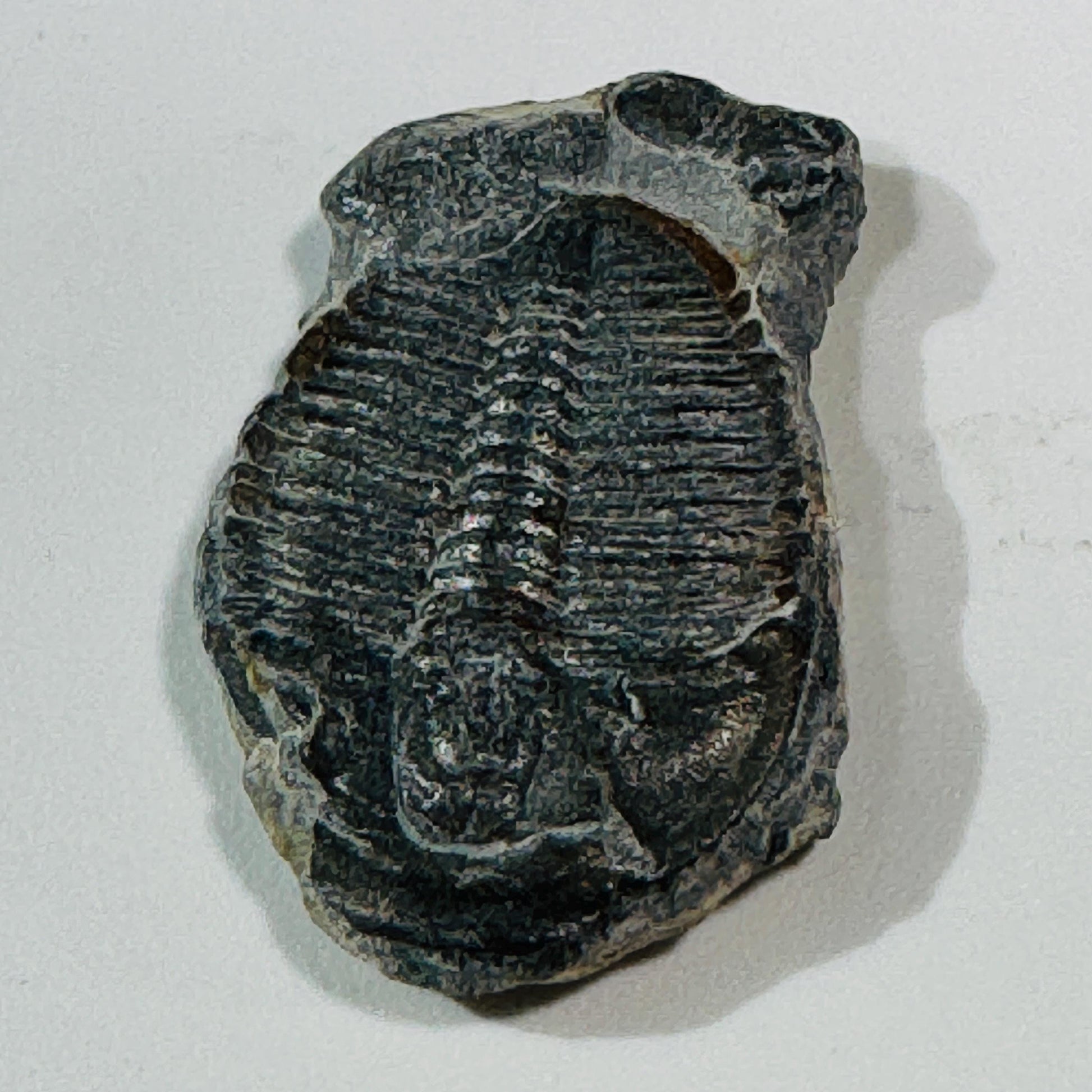 Trilobite fossil, Elrathia King from Utah