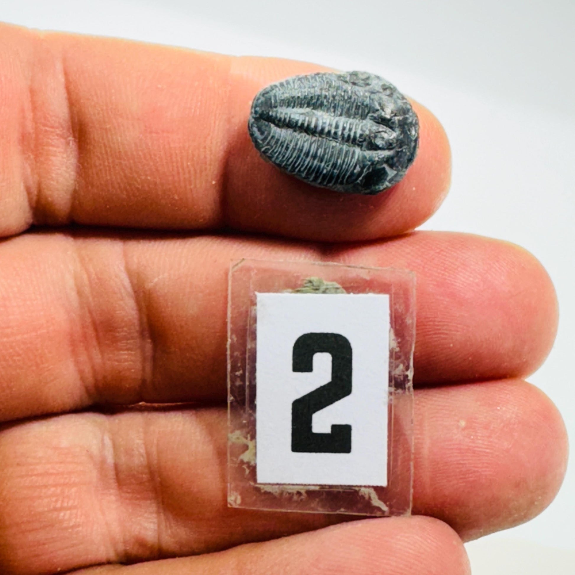 Trilobite fossil, Elrathia King from Utah