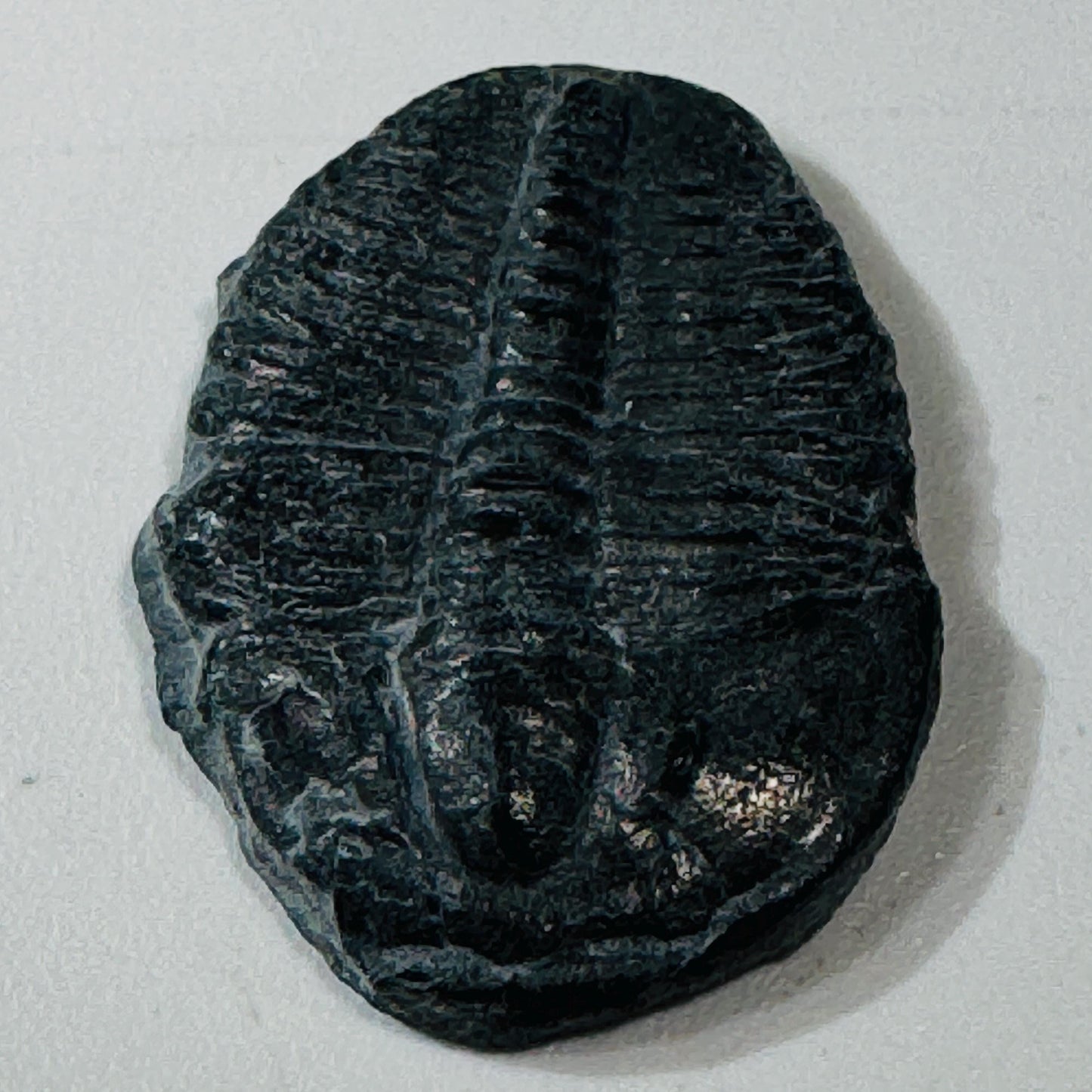 Trilobite fossil, Elrathia King from Utah