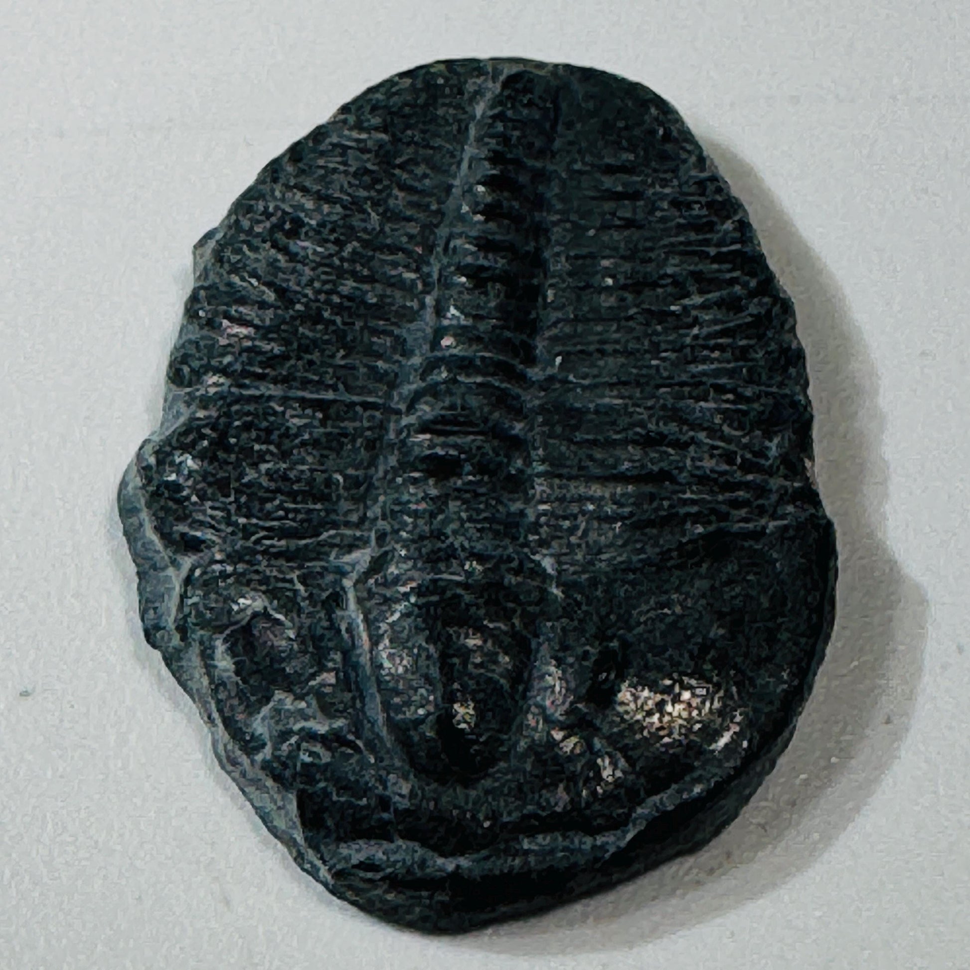 Trilobite fossil, Elrathia King from Utah