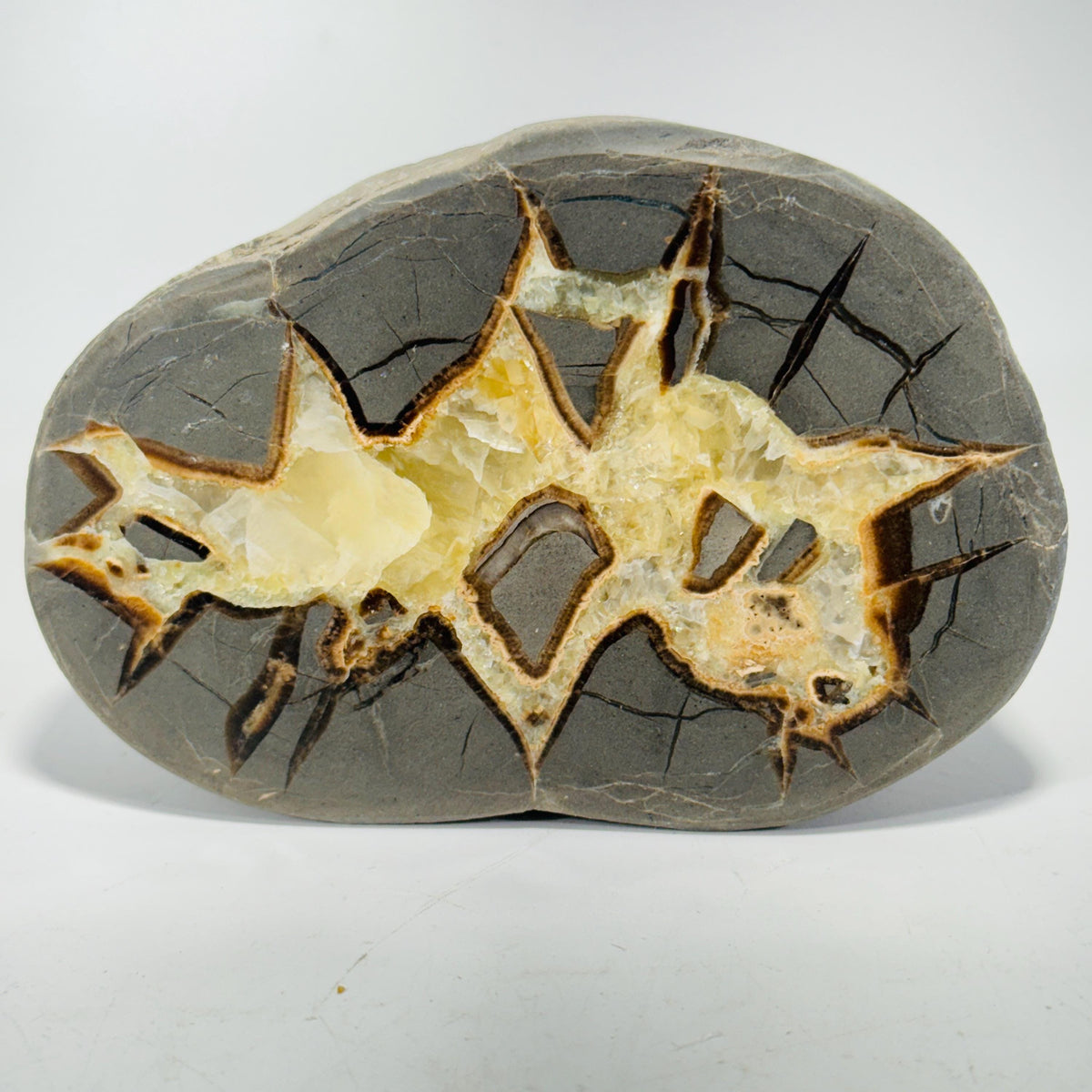 Septarian Nodule geode end-cut