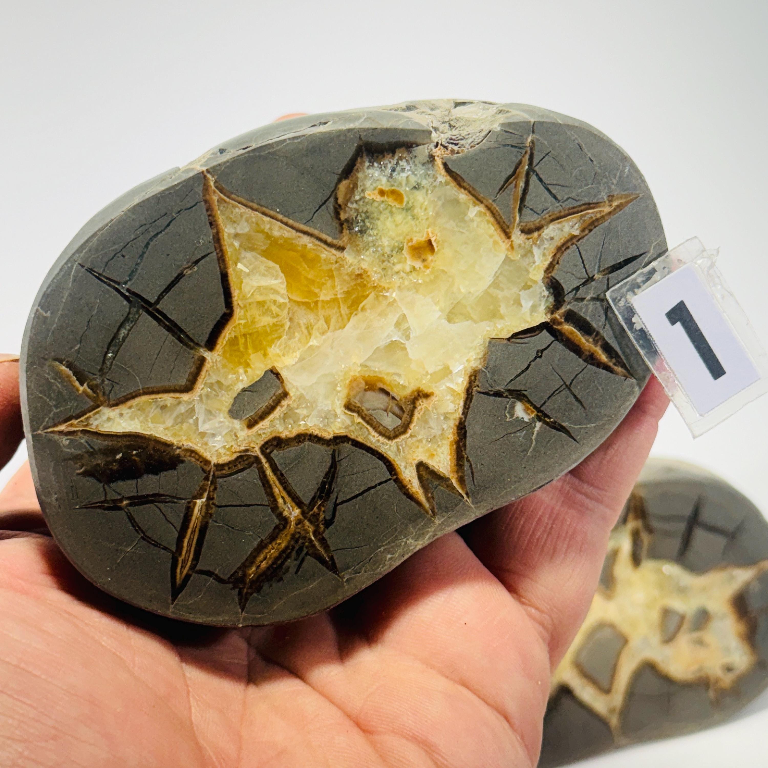 Septarian Nodule geode end-cut