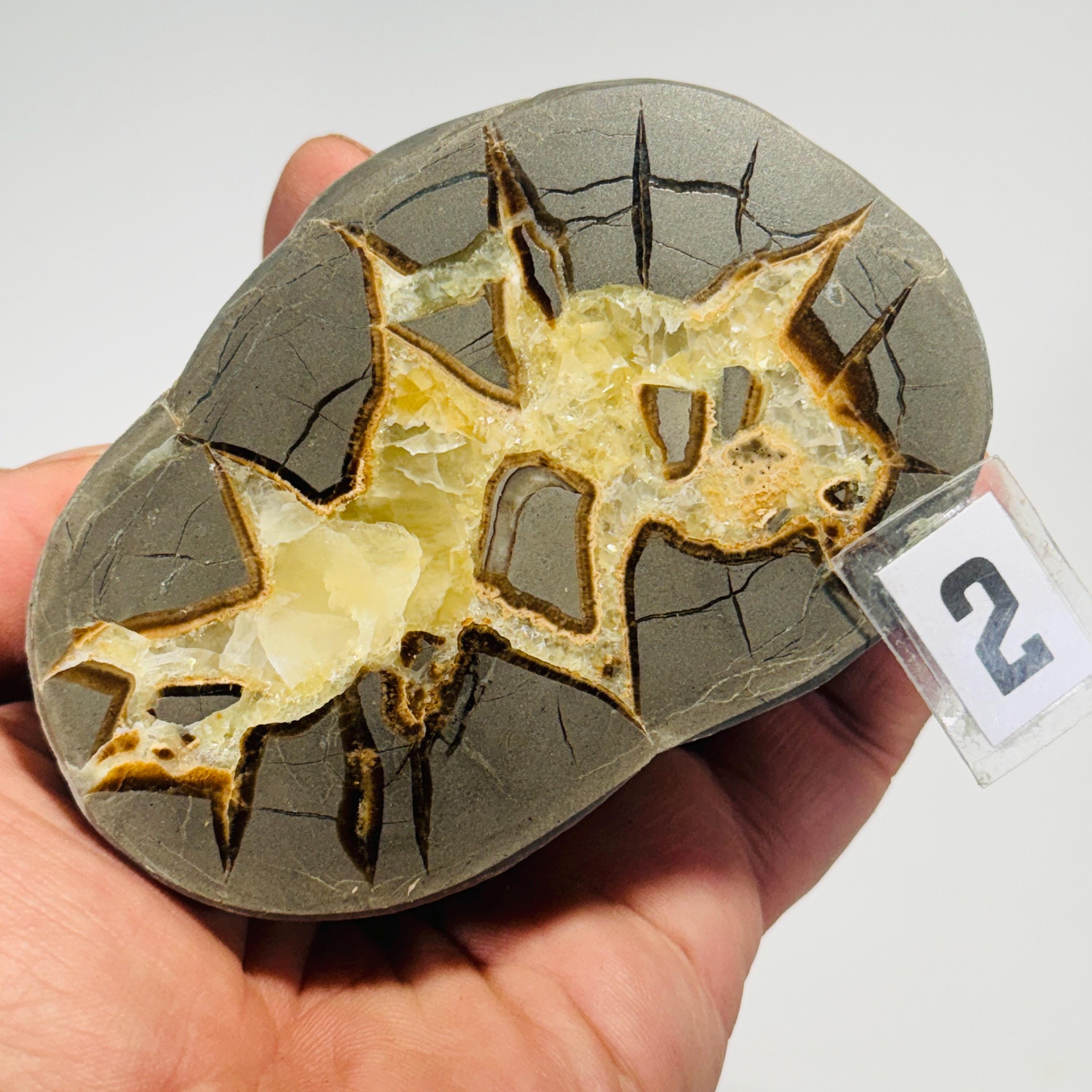 Septarian Nodule geode end-cut