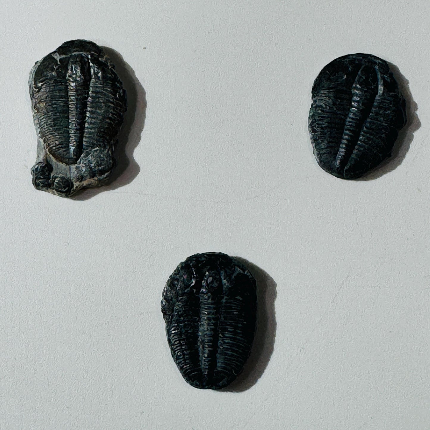 Trilobite fossil, Elrathia King from Utah